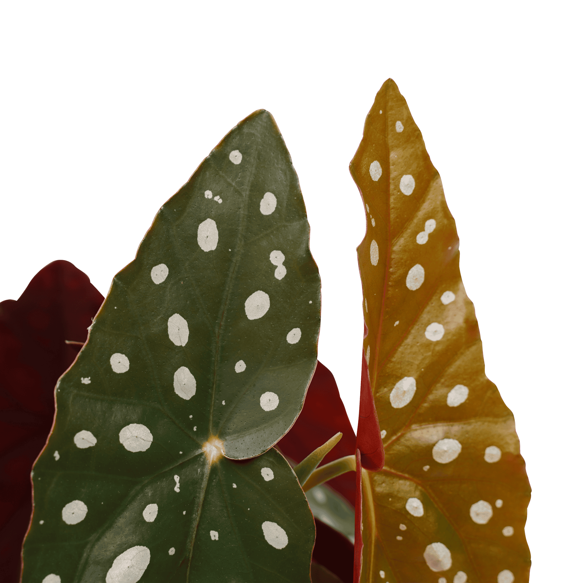 Begonia Maculata met Black Jungle combinatie ↑ 40 cm ⌀ 17 cm - Afbeelding 3