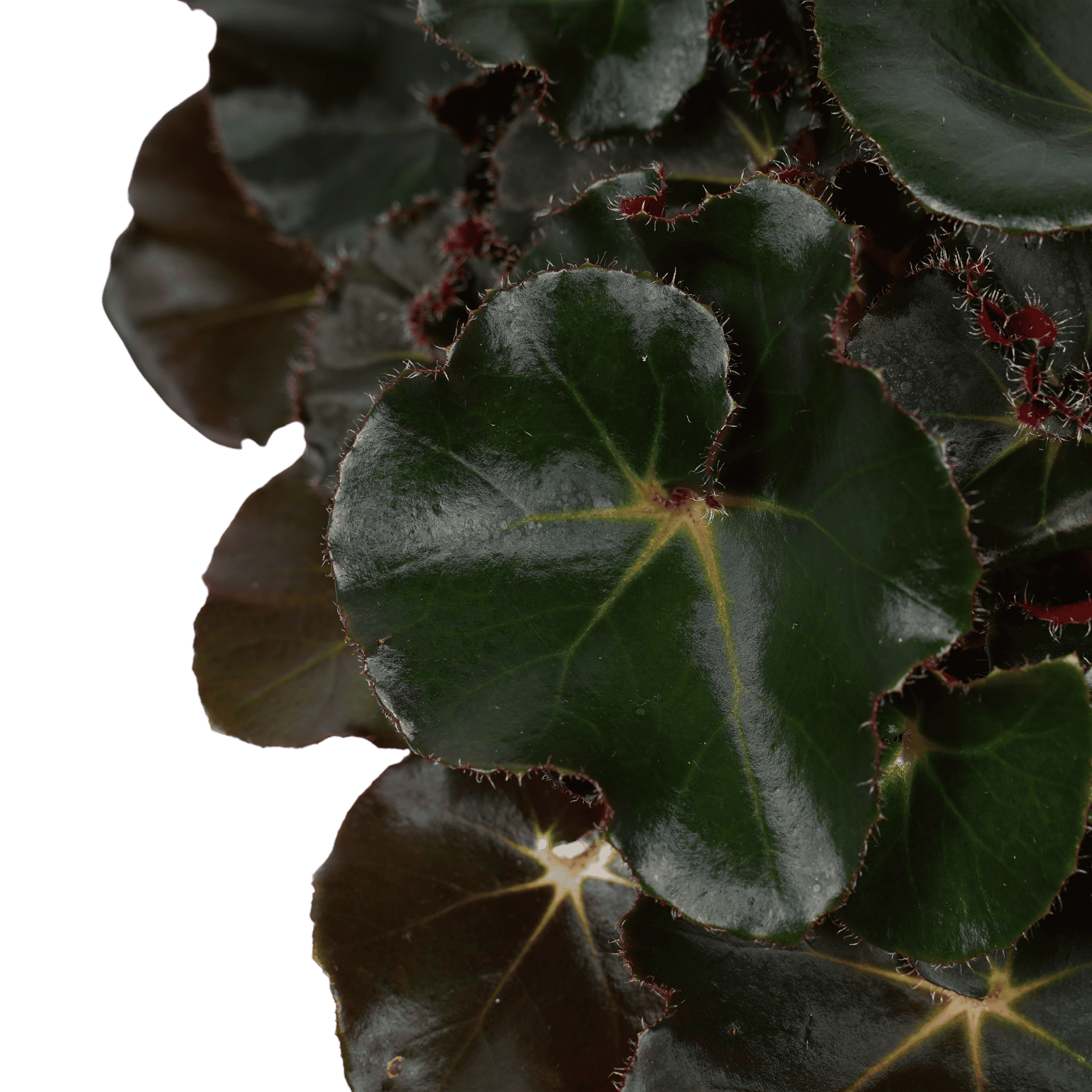 Begonia Maculata met Black Jungle combinatie ↑ 40 cm ⌀ 17 cm - Afbeelding 4