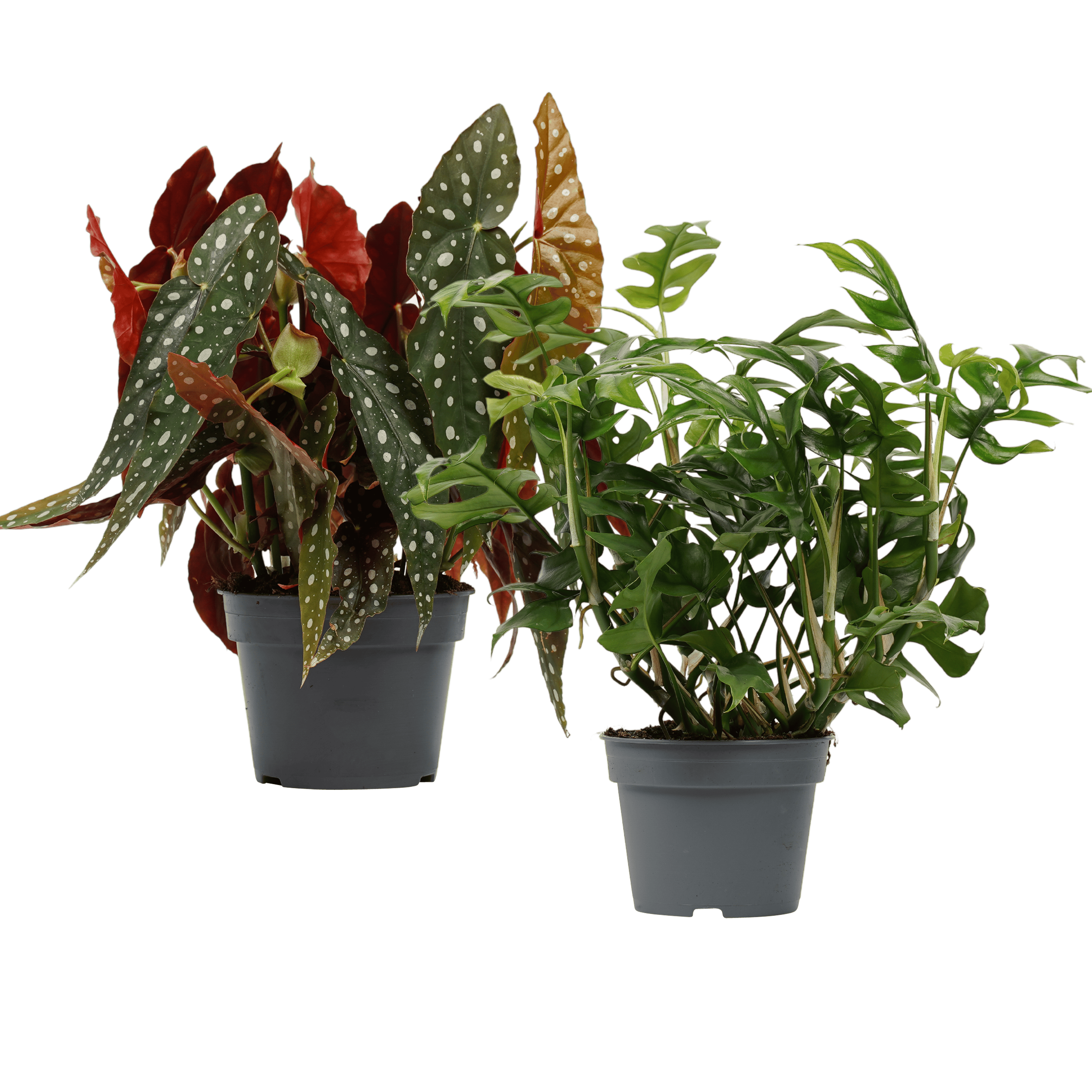 Begonia Maculata met Philodendron Trophy combinatie ↑ 45 cm ⌀ 17 cm