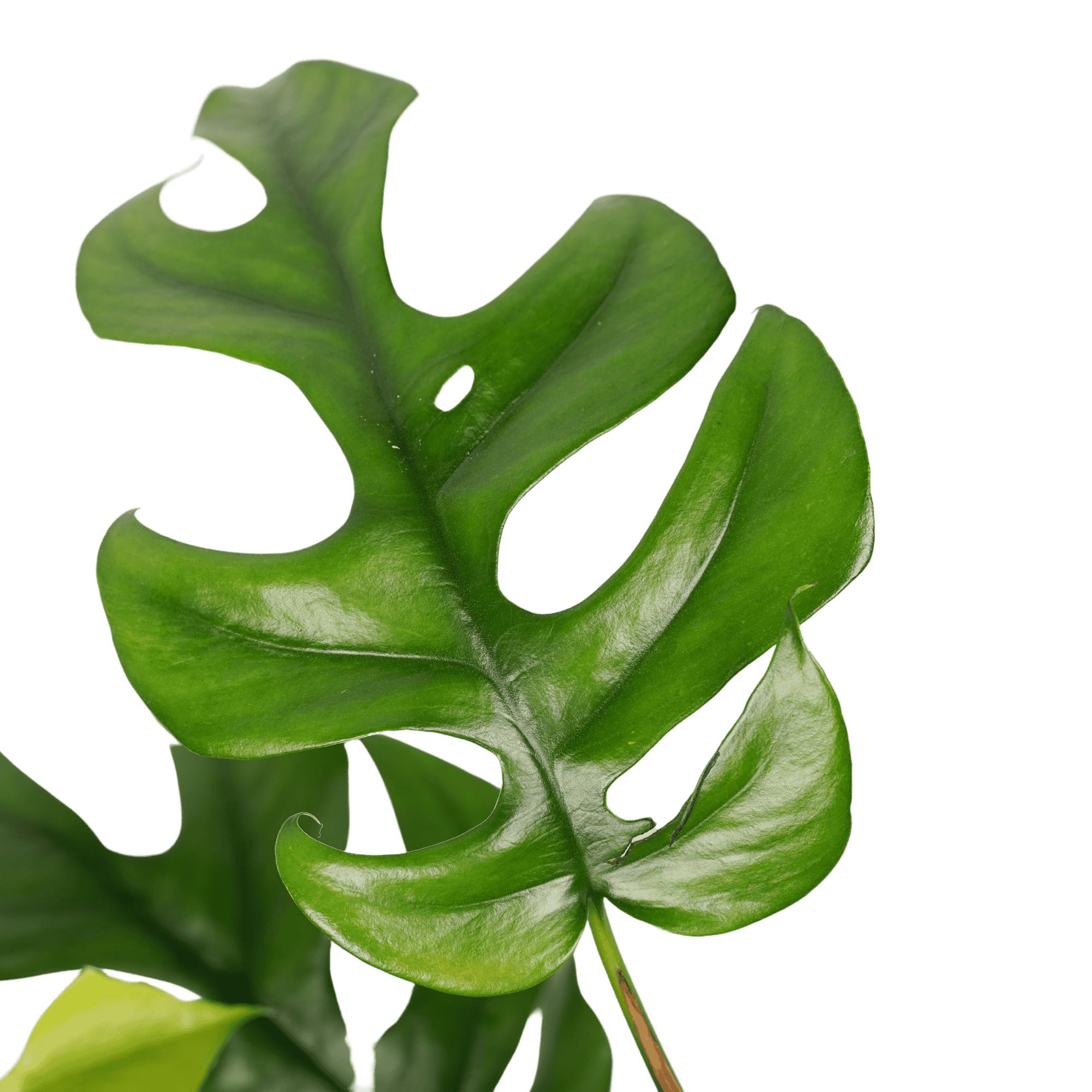 Begonia Maculata met Philodendron Trophy combinatie ↑ 45 cm ⌀ 17 cm - Afbeelding 4