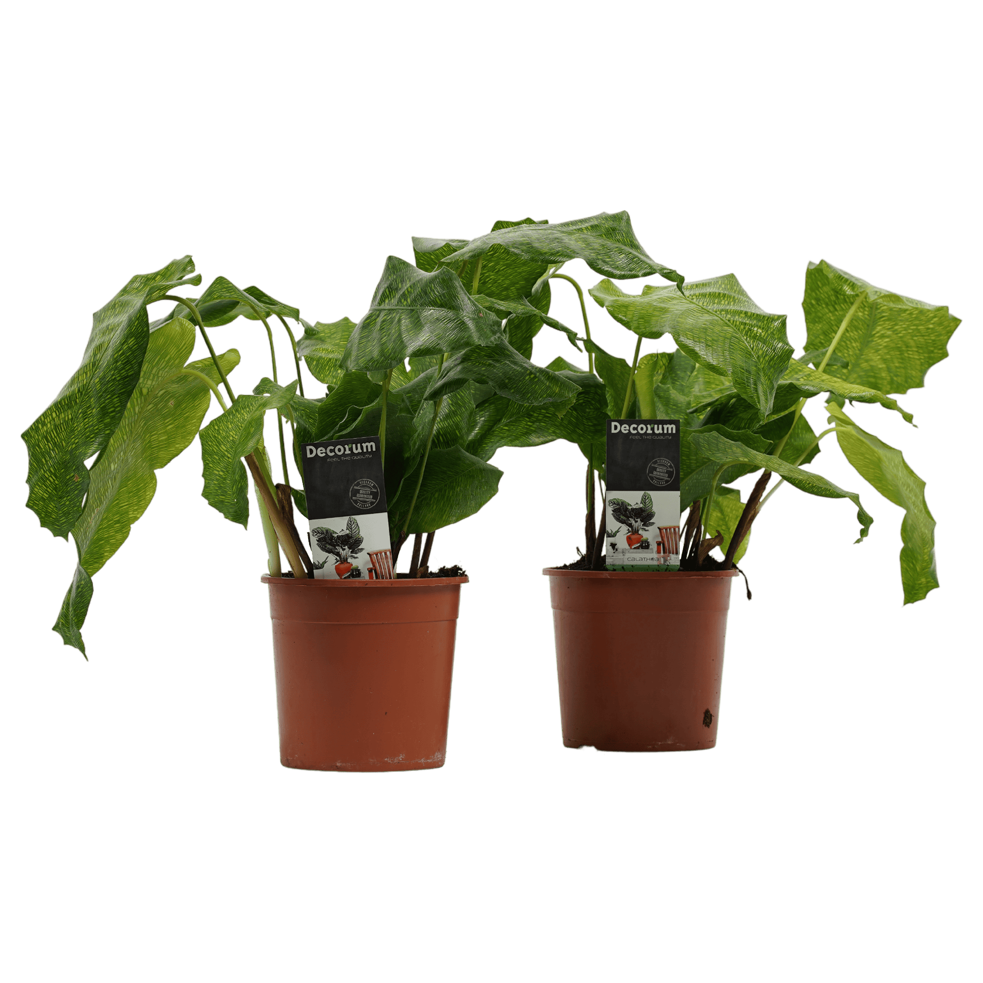 Duo Calathea Network ↑ 45 cm ⌀ 14 cm
