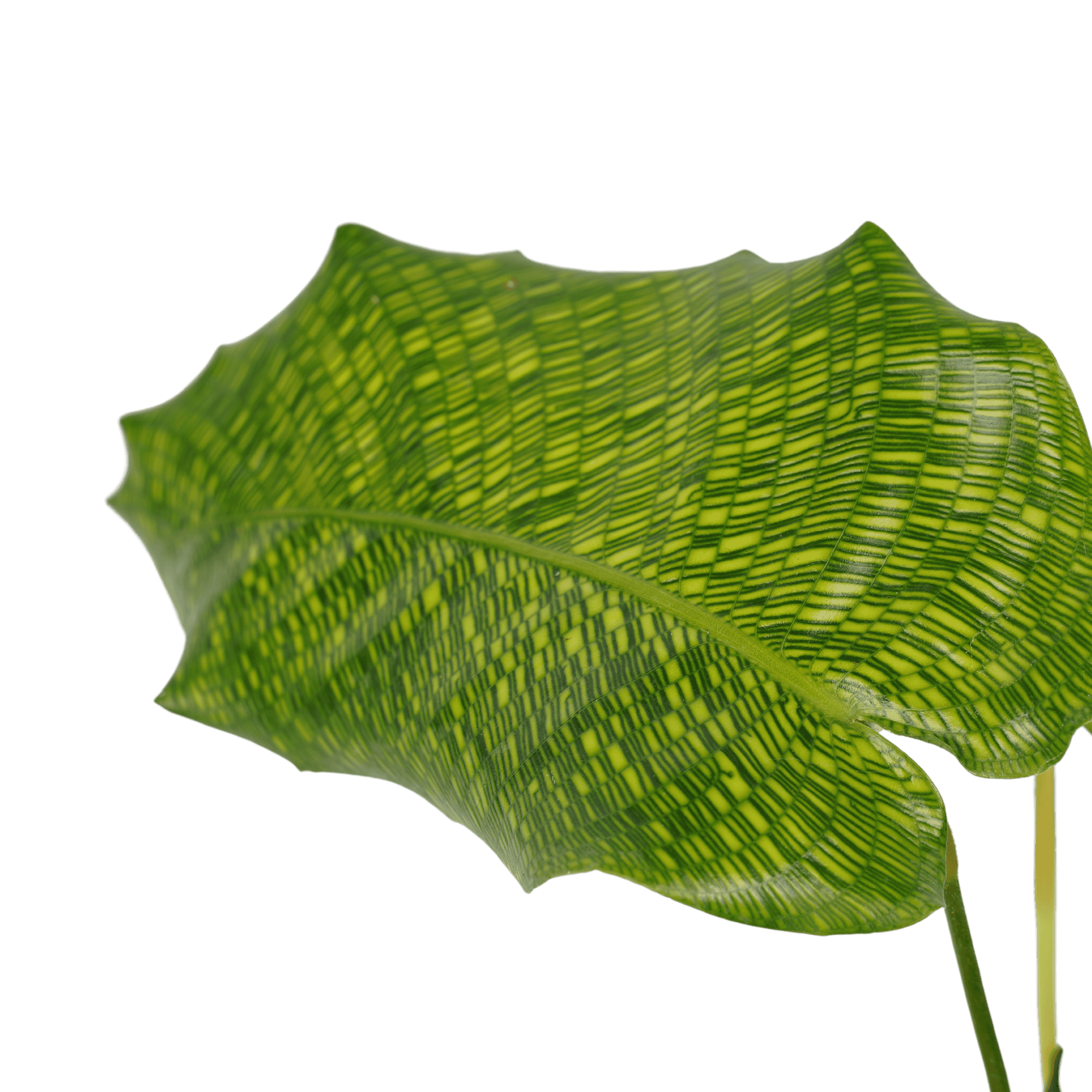 Duo Calathea Network ↑ 45 cm ⌀ 14 cm - Afbeelding 3