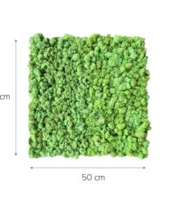 mospaneel rendiermos lichtgroen 50 x 50 cm