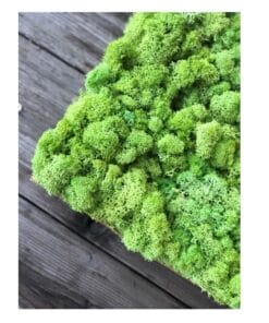 mospaneel van rendiermos lichtgroen 2