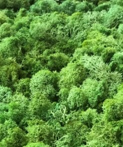 mospaneel van rendiermos lichtgroen