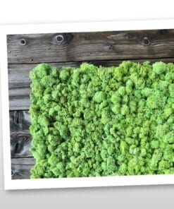 mospaneel kopen voor moswand of mosschilderij 2