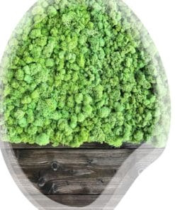 mospaneel voor moswand of mosschilderij