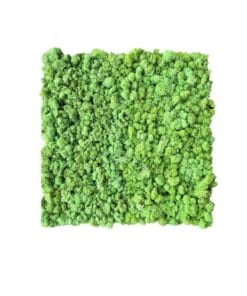 mospaneel voor moswand of mosschilderij rendiermos lichtgroen