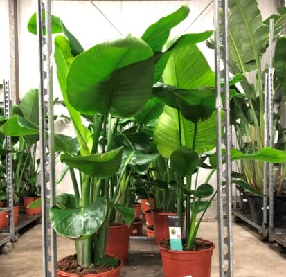 Strelitzia-Nicolai-kwekerij-planten