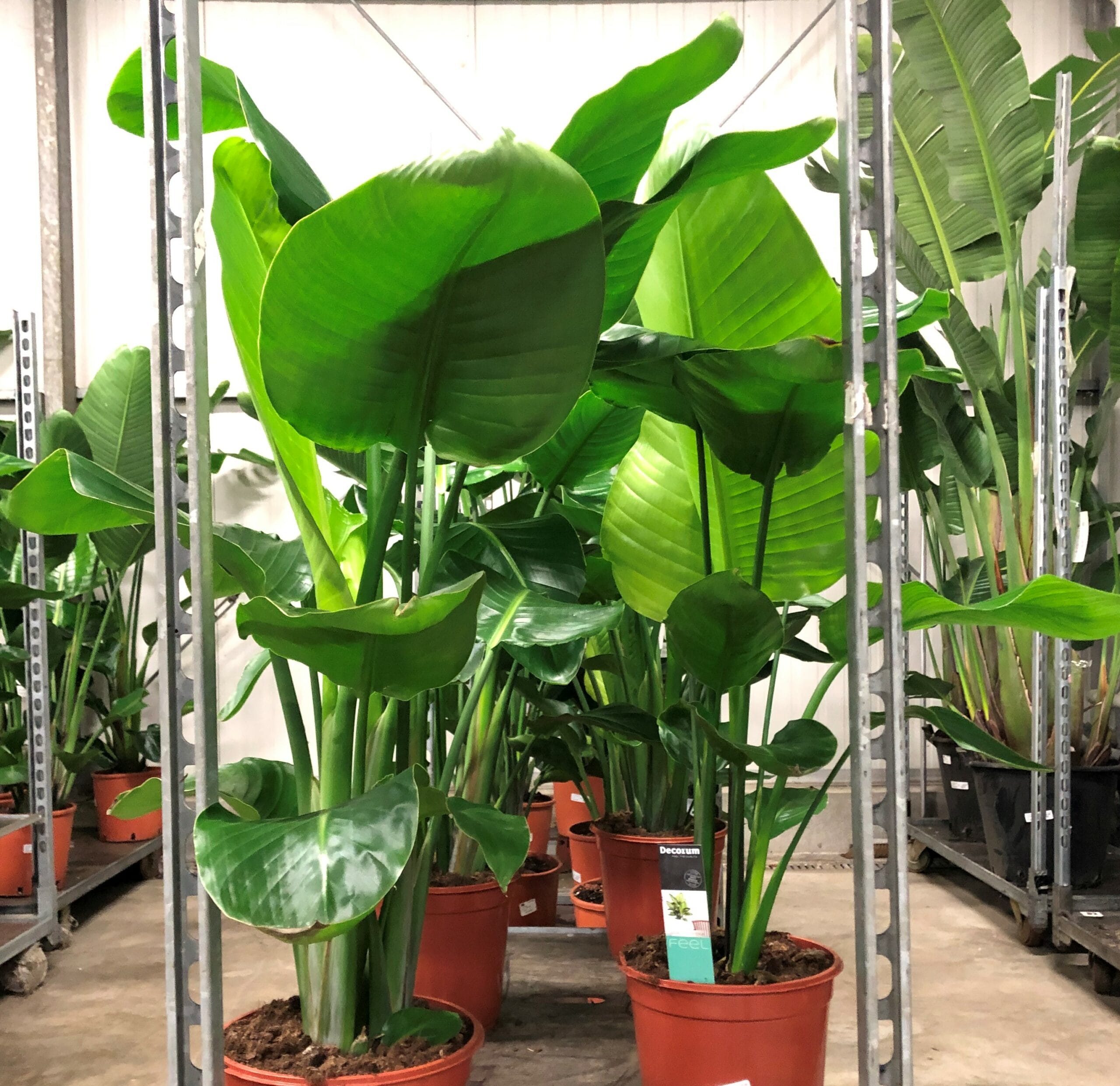 Strelitzia-Nicolai-kwekerij-planten