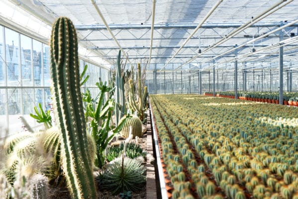 cactussen kwekerij