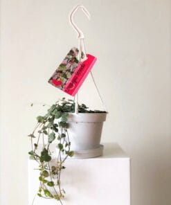 chinees_lantaarnplantje1