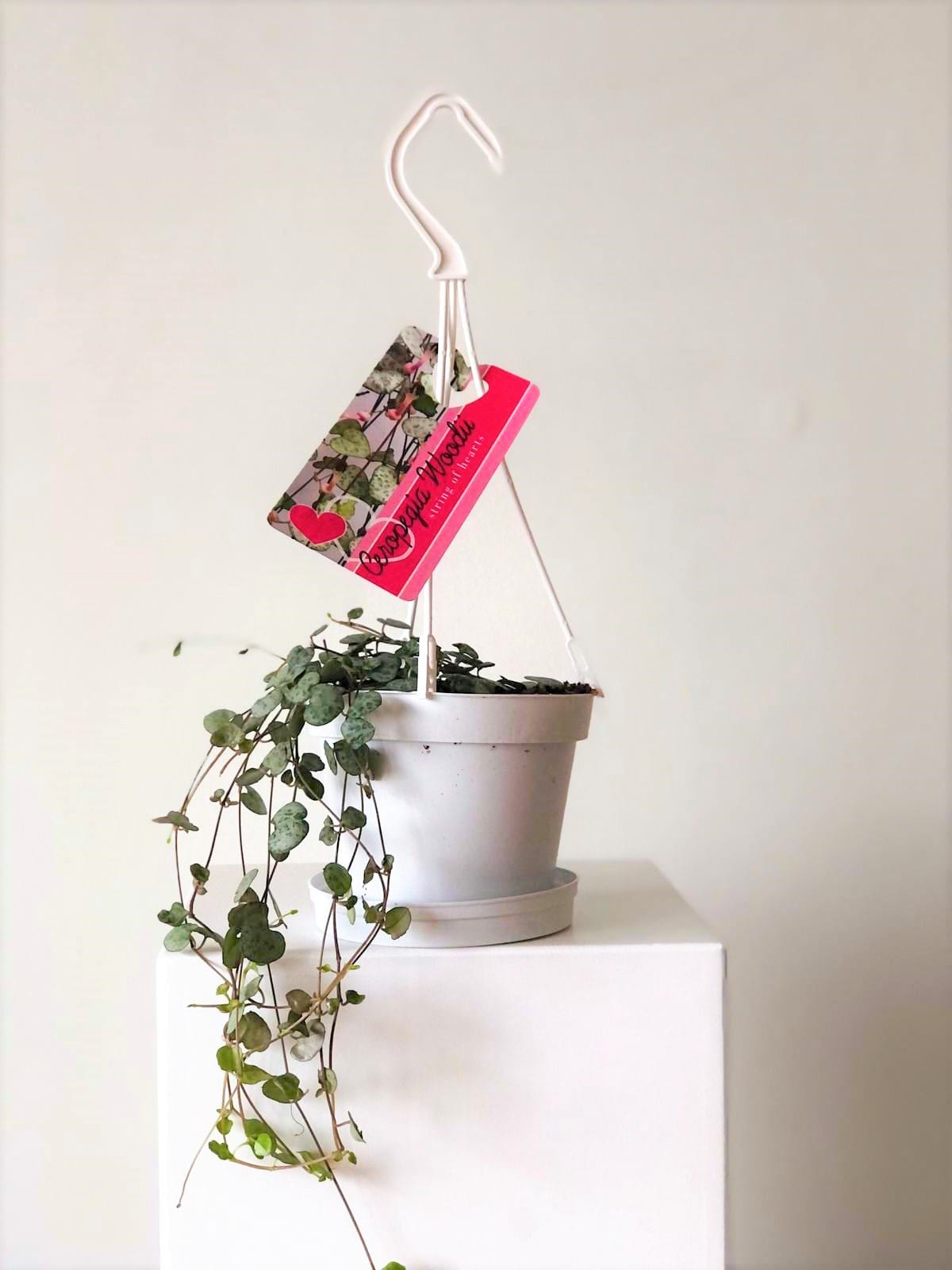 chinees_lantaarnplantje1