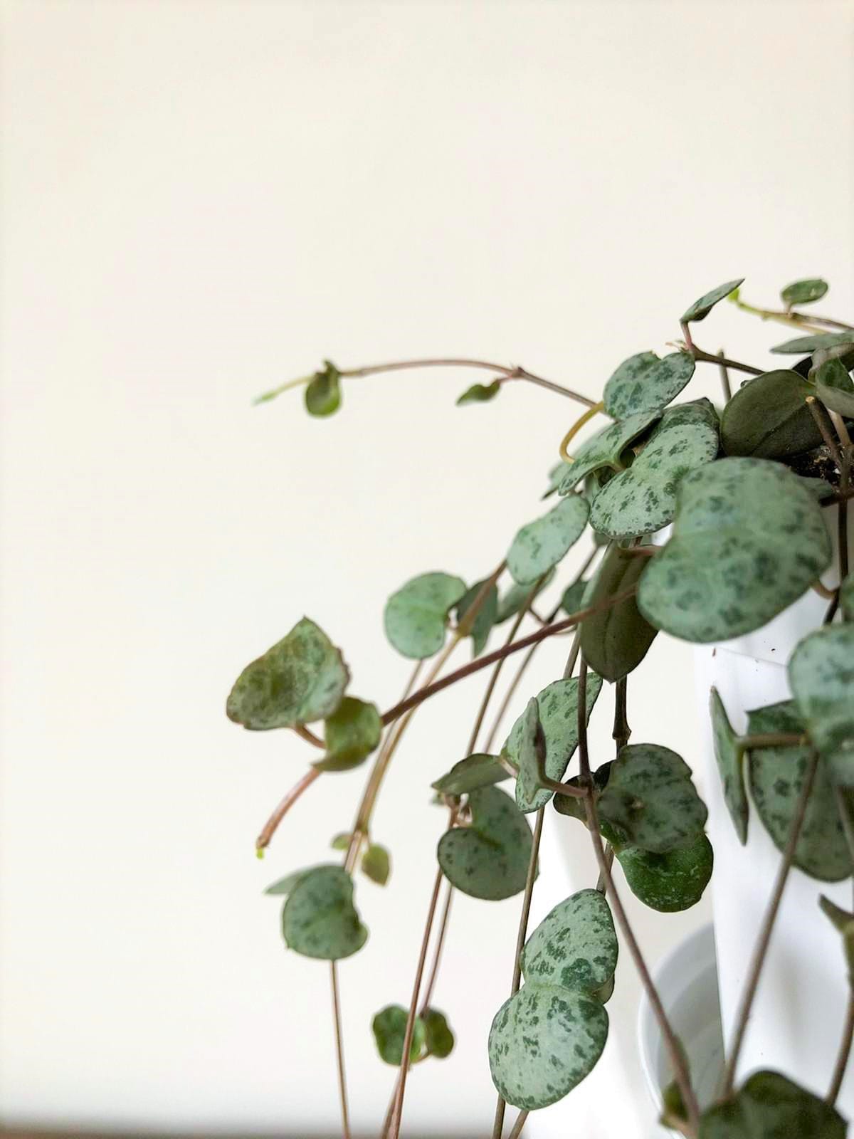 Chinees lantaarnplantje - Ceropegia Woodii ↑ 20 cm ⌀ 11 cm - Afbeelding 2