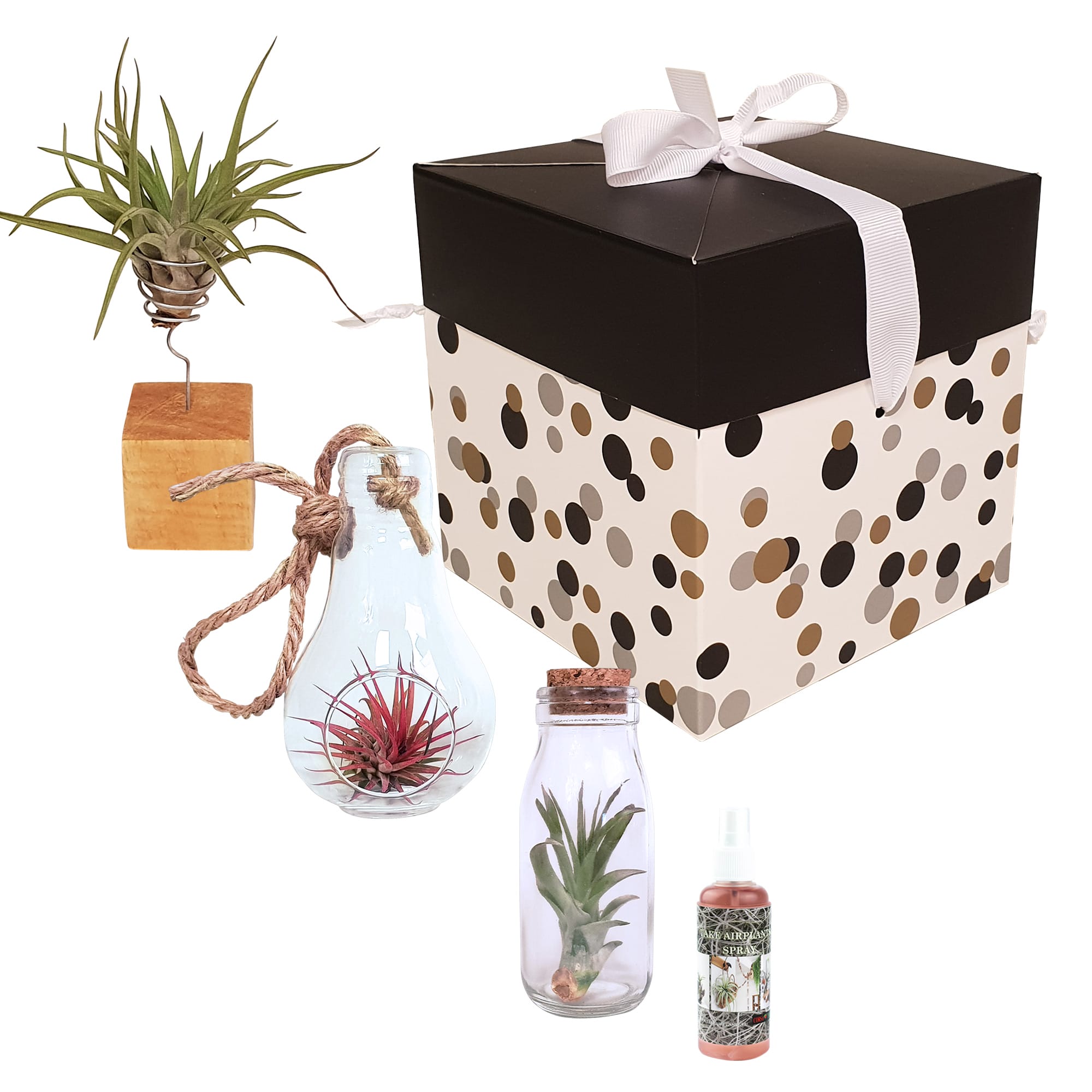 Tillandsia Airplants - arrangement 3 soorten ↑ 15 cm ⌀ 6 cm