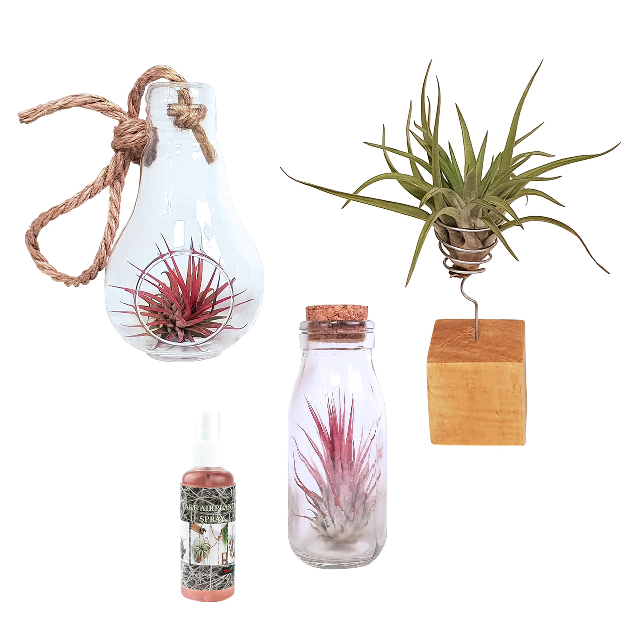 Tillandsia Airplants - arrangement 3 soorten ↑ 15 cm ⌀ 6 cm
