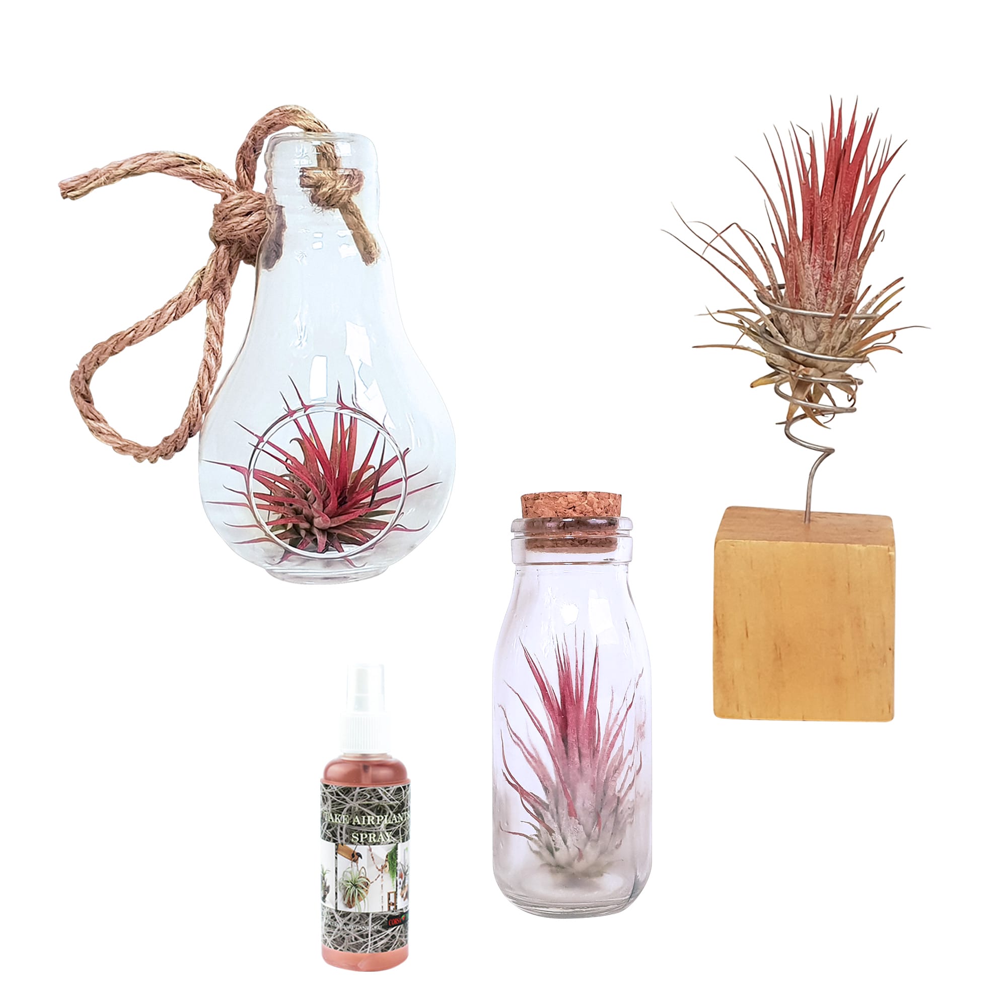 Tillandsia Airplants - arrangement 3 soorten ↑ 15 cm ⌀ 6 cm