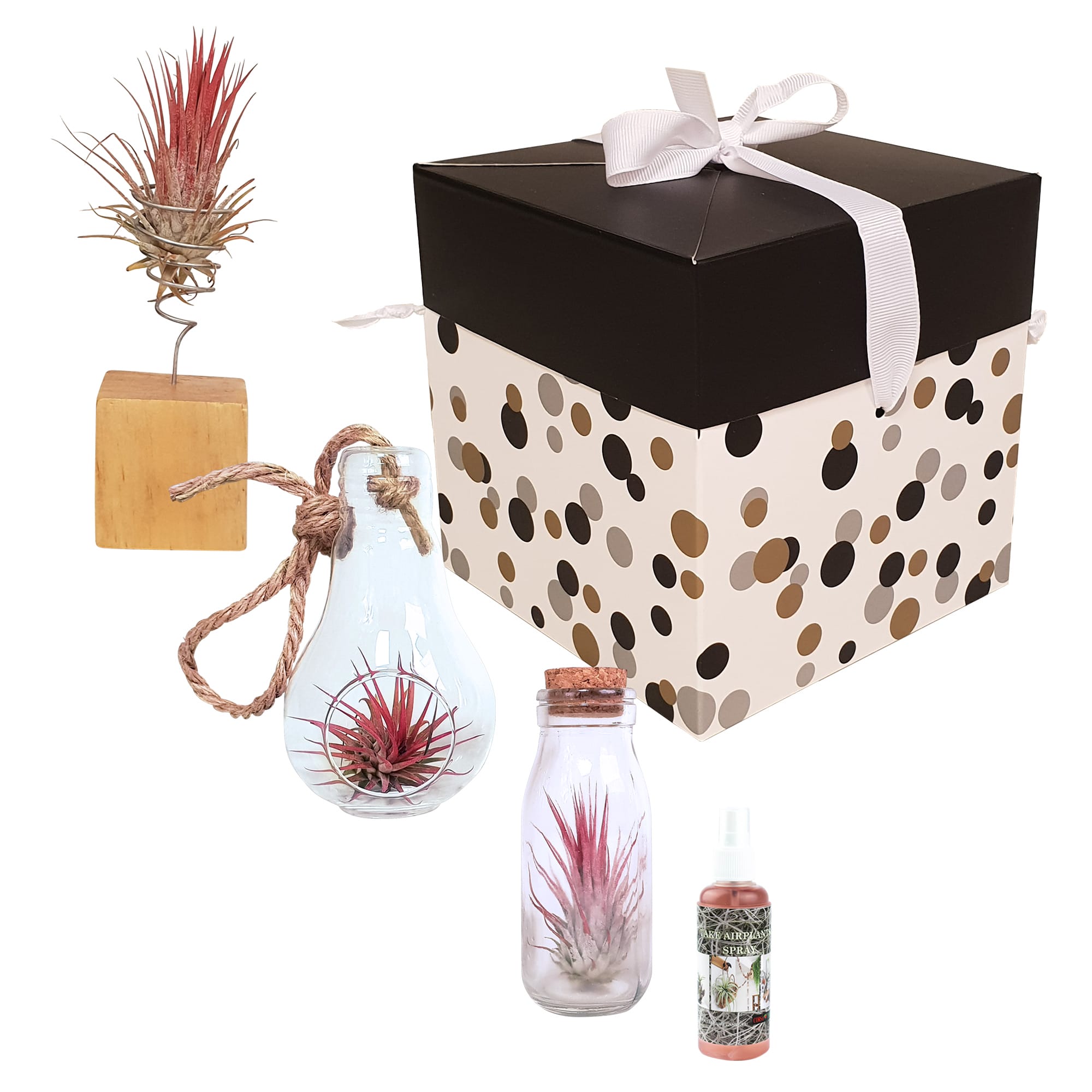 Tillandsia Airplants - arrangement 3 soorten ↑ 15 cm ⌀ 6 cm