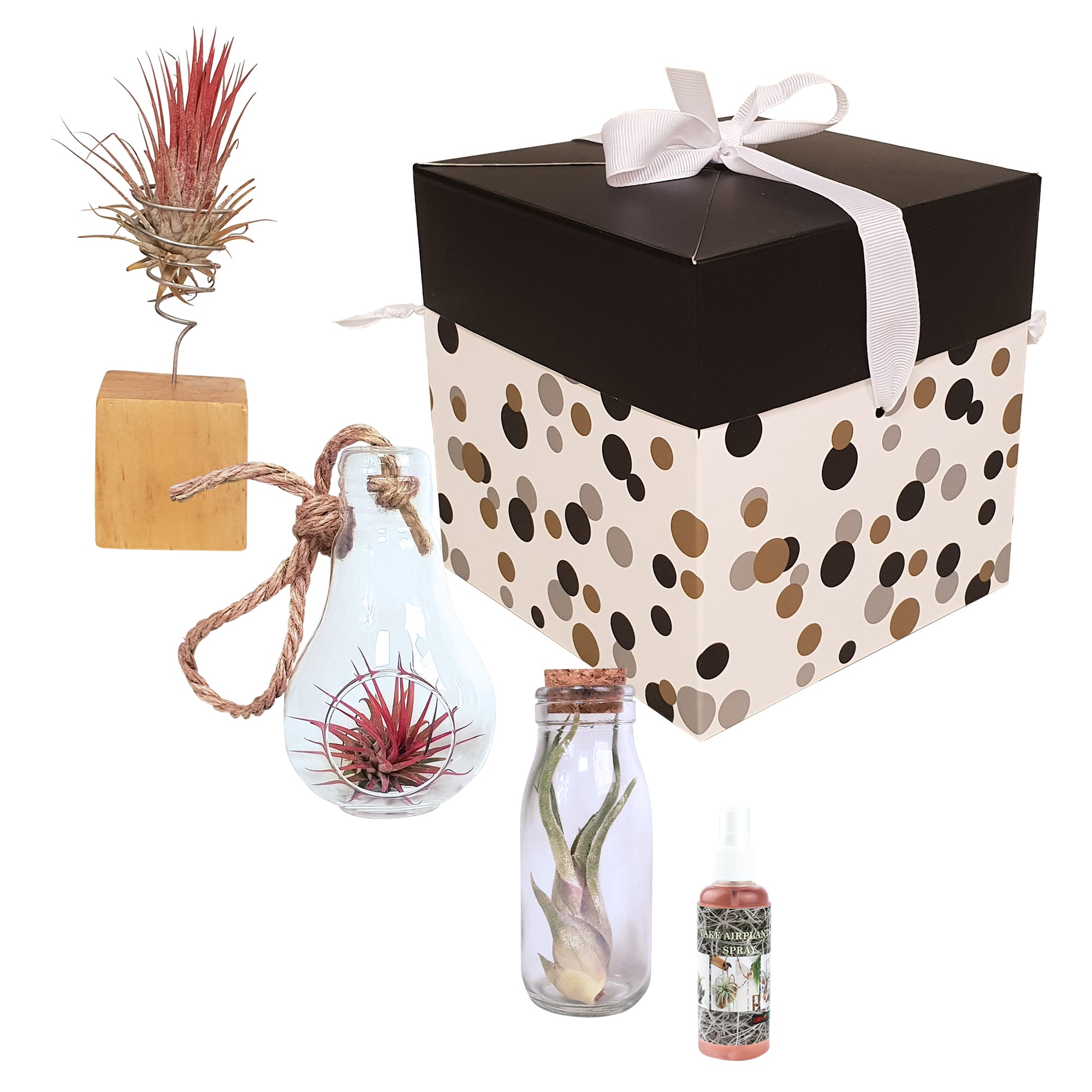 Tillandsia Airplants - arrangement 3 soorten ↑ 15 cm ⌀ 6 cm