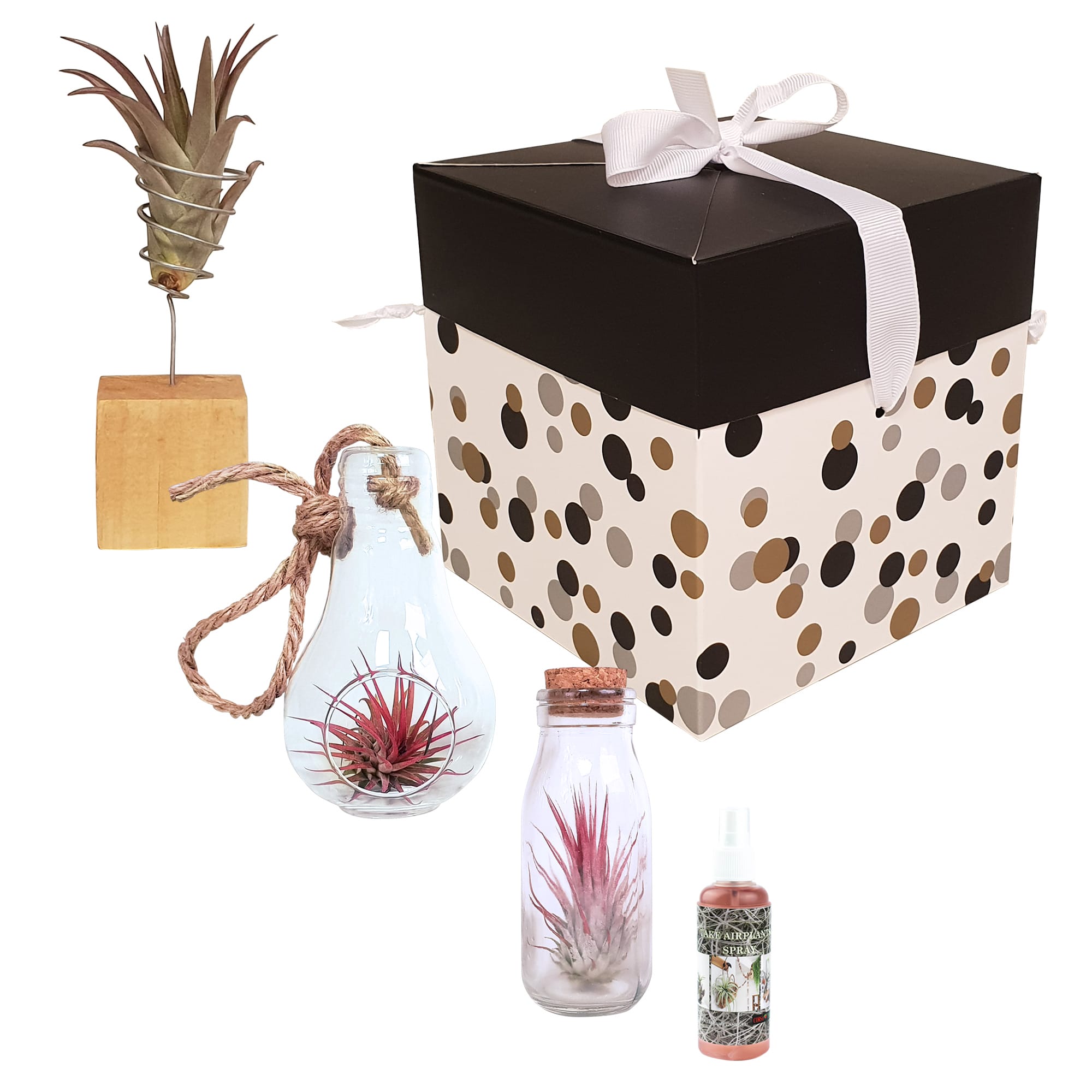 Tillandsia Airplants - arrangement 3 soorten ↑ 15 cm ⌀ 6 cm