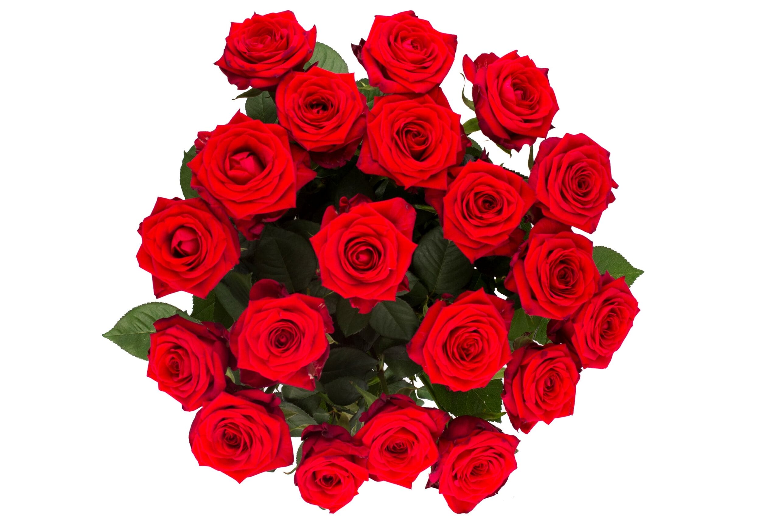 Roos Red Naomi Large (20 stuks) ↑ 60 cm - Afbeelding 3