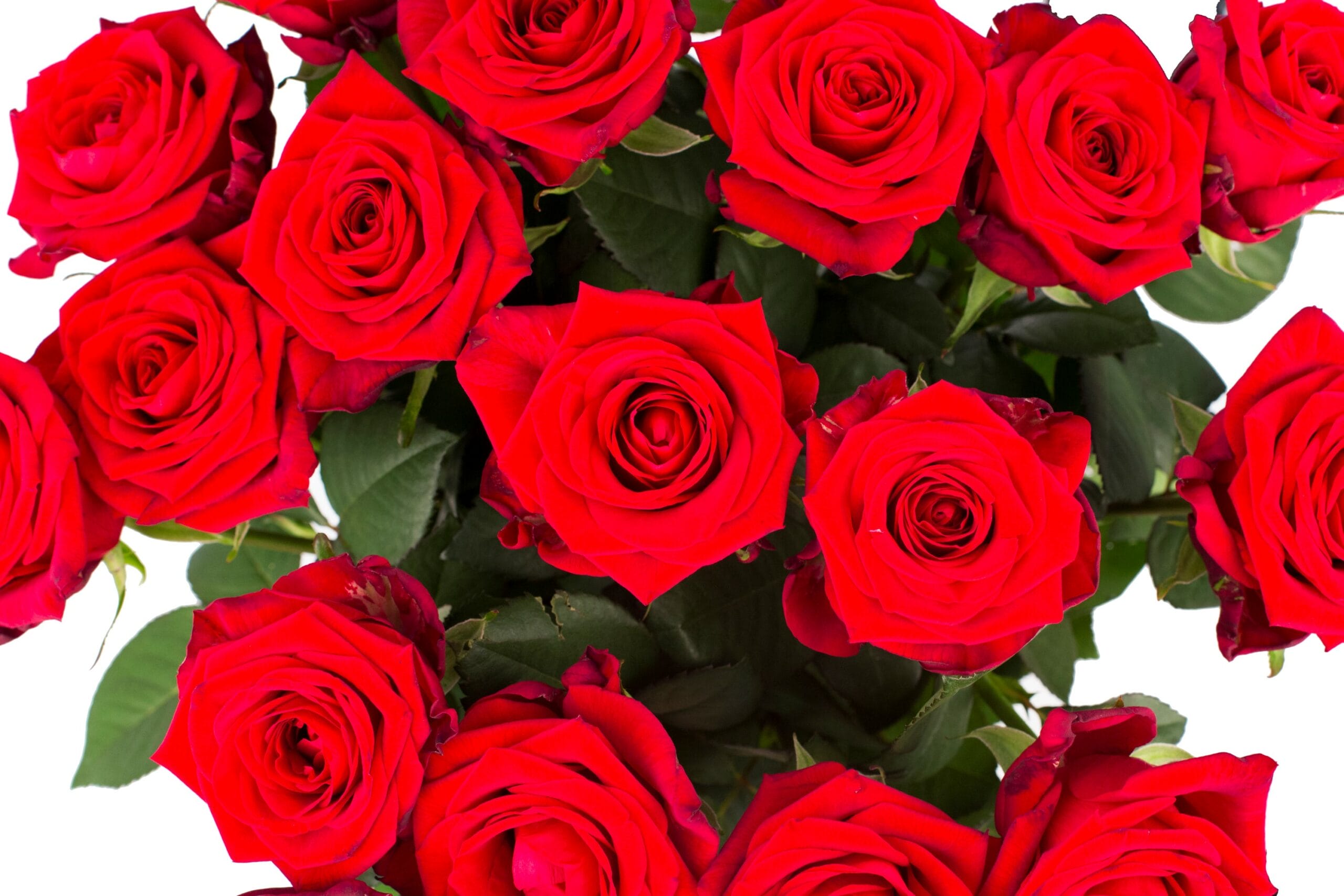 Roos Red Naomi Large (20 stuks) ↑ 60 cm - Afbeelding 4