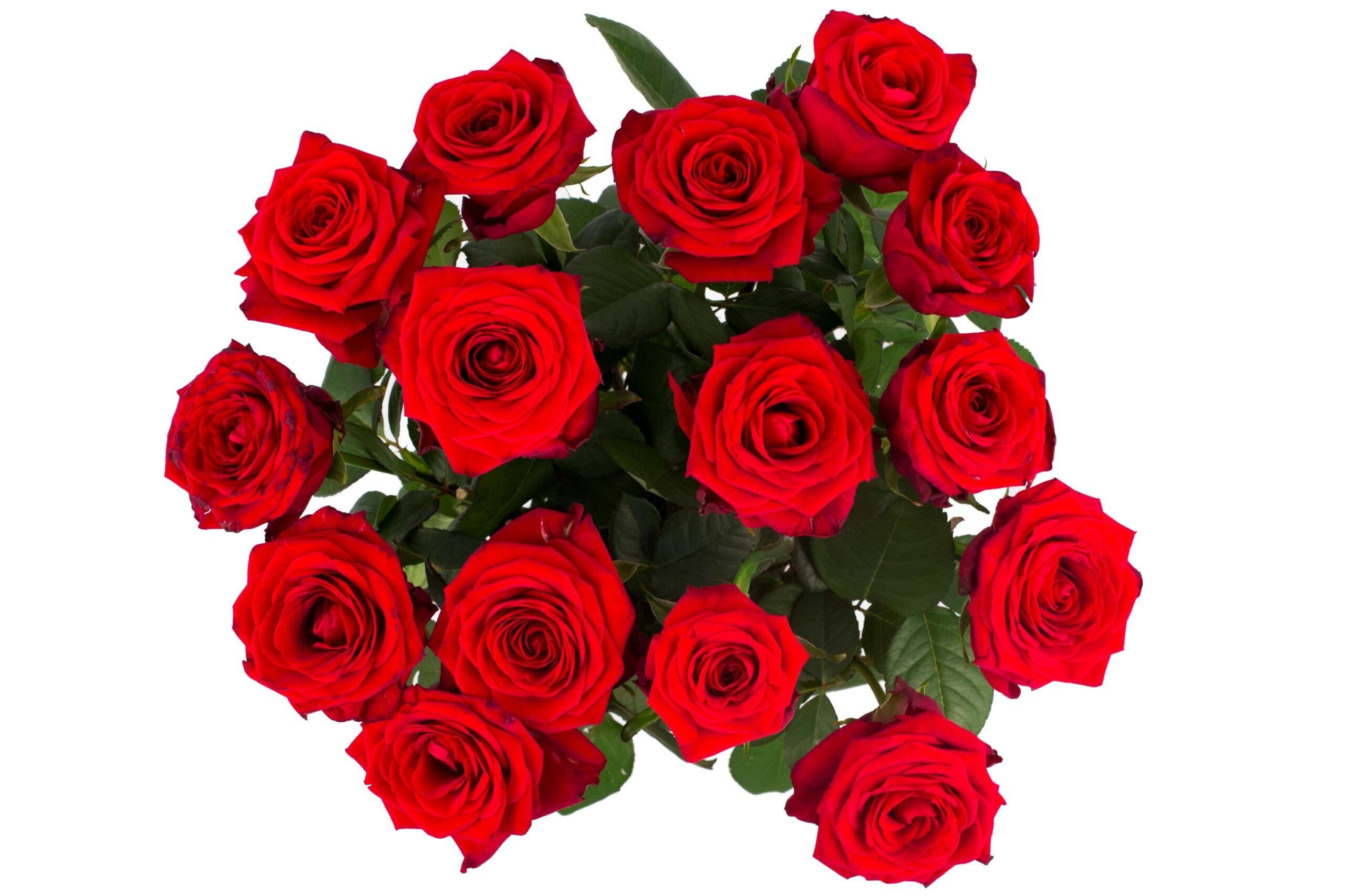 Roos Red Naomi Medium (15 stuks) ↑ 60 cm - Afbeelding 3