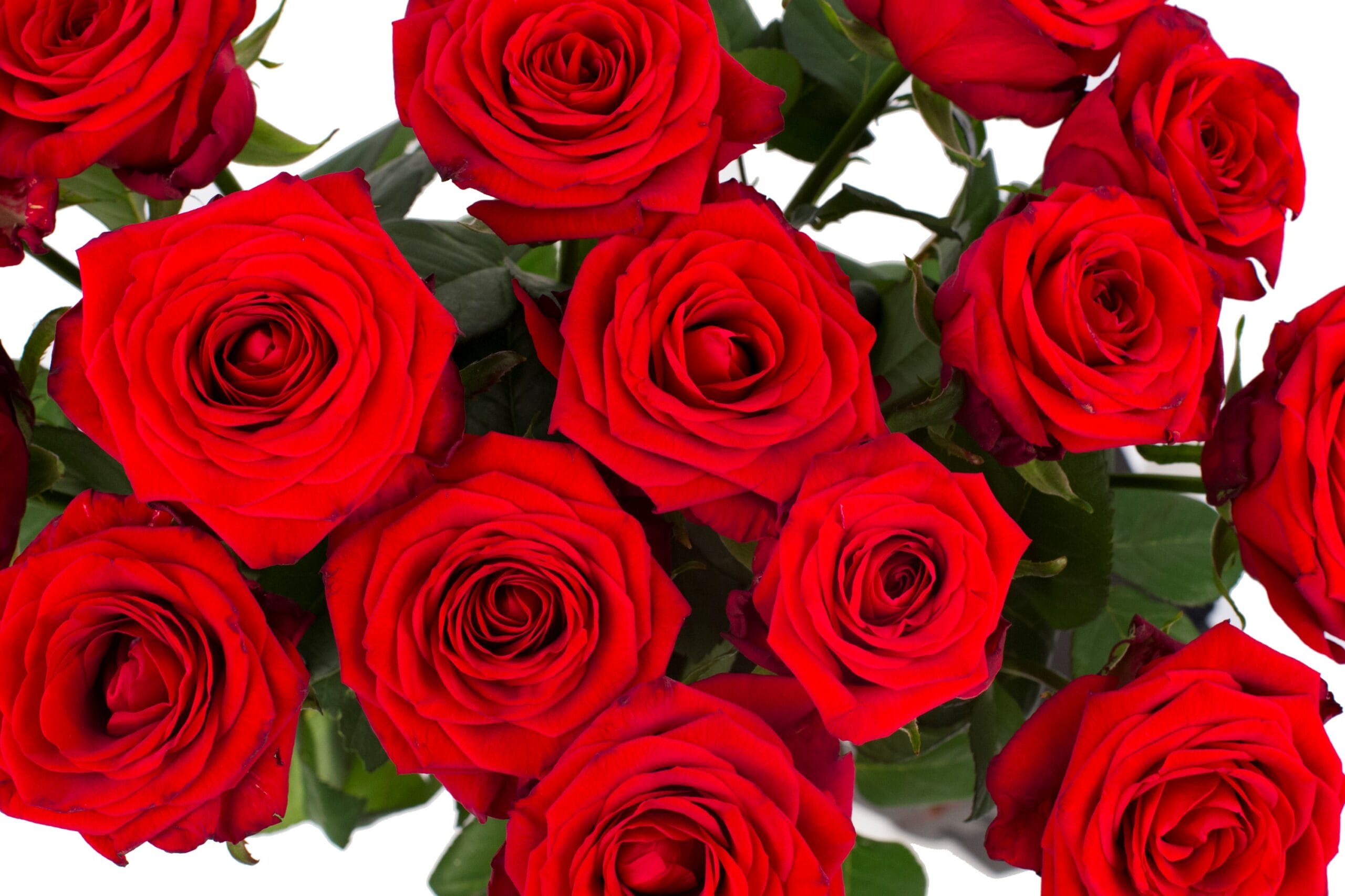 Roos Red Naomi Medium (15 stuks) ↑ 60 cm - Afbeelding 4