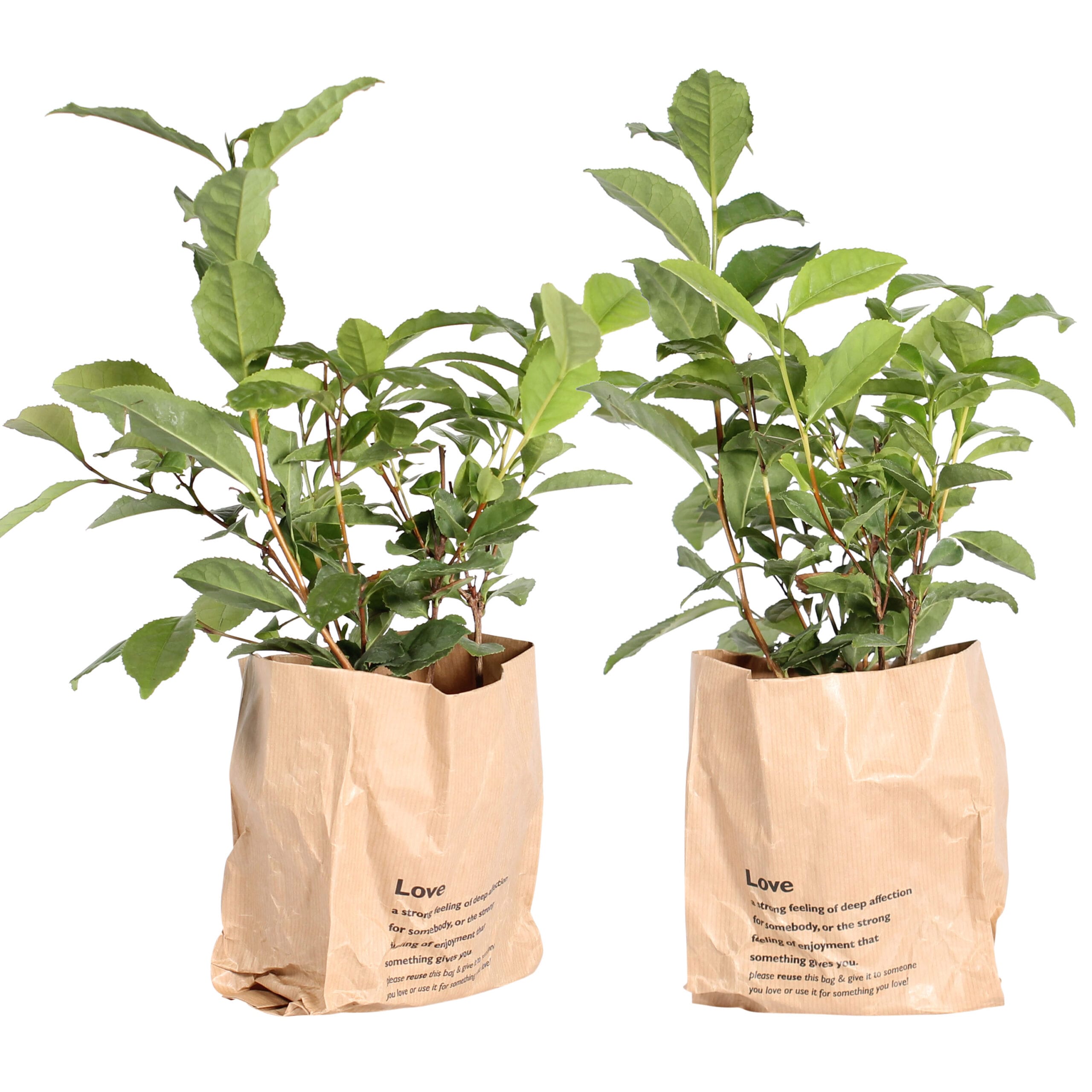 Thee plant - Camellia Sinensis ↑ 30 cm ⌀ 12 cm - 2 stuks