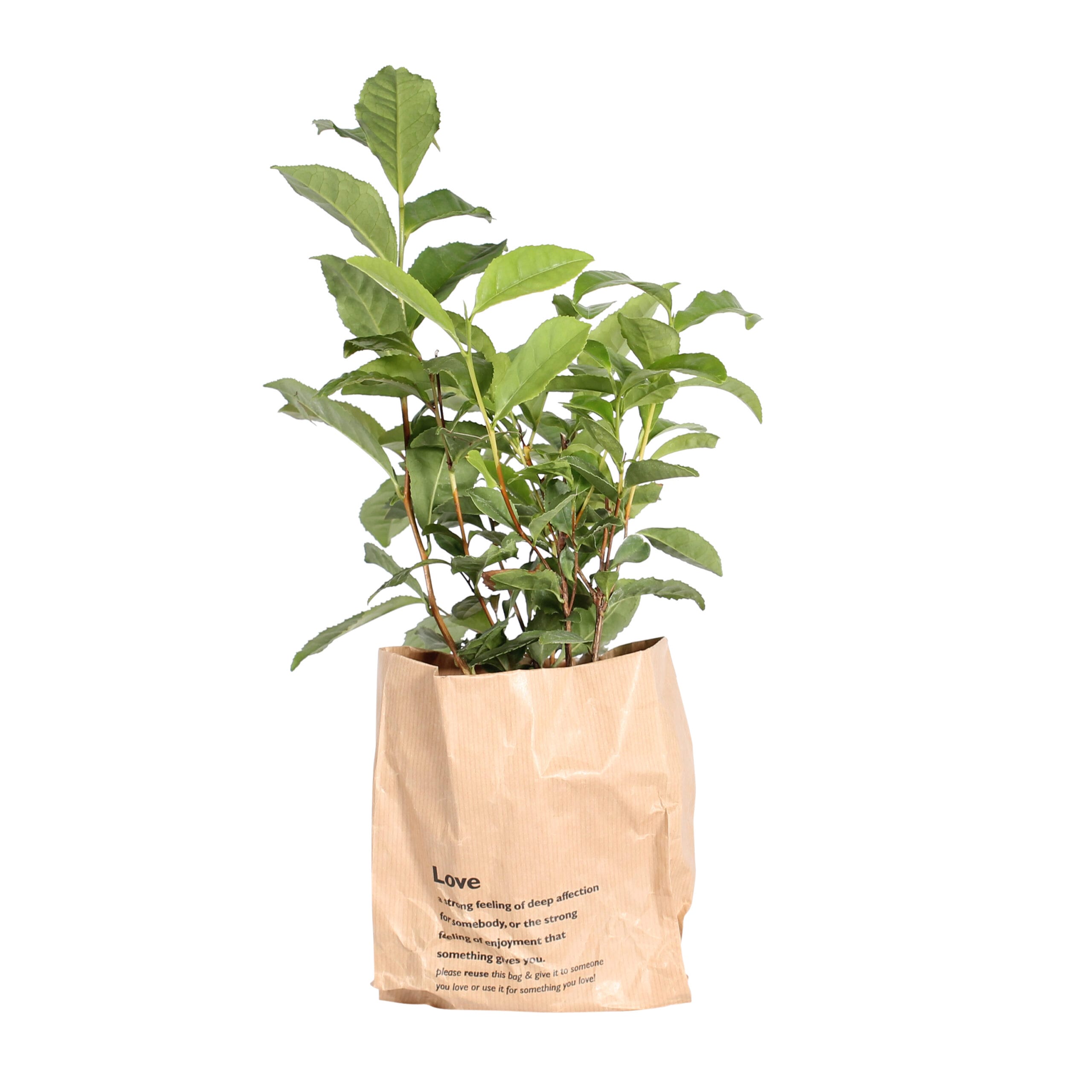 Thee plant - Camellia Sinensis ↑ 30 cm ⌀ 12 cm - 2 stuks - Afbeelding 3