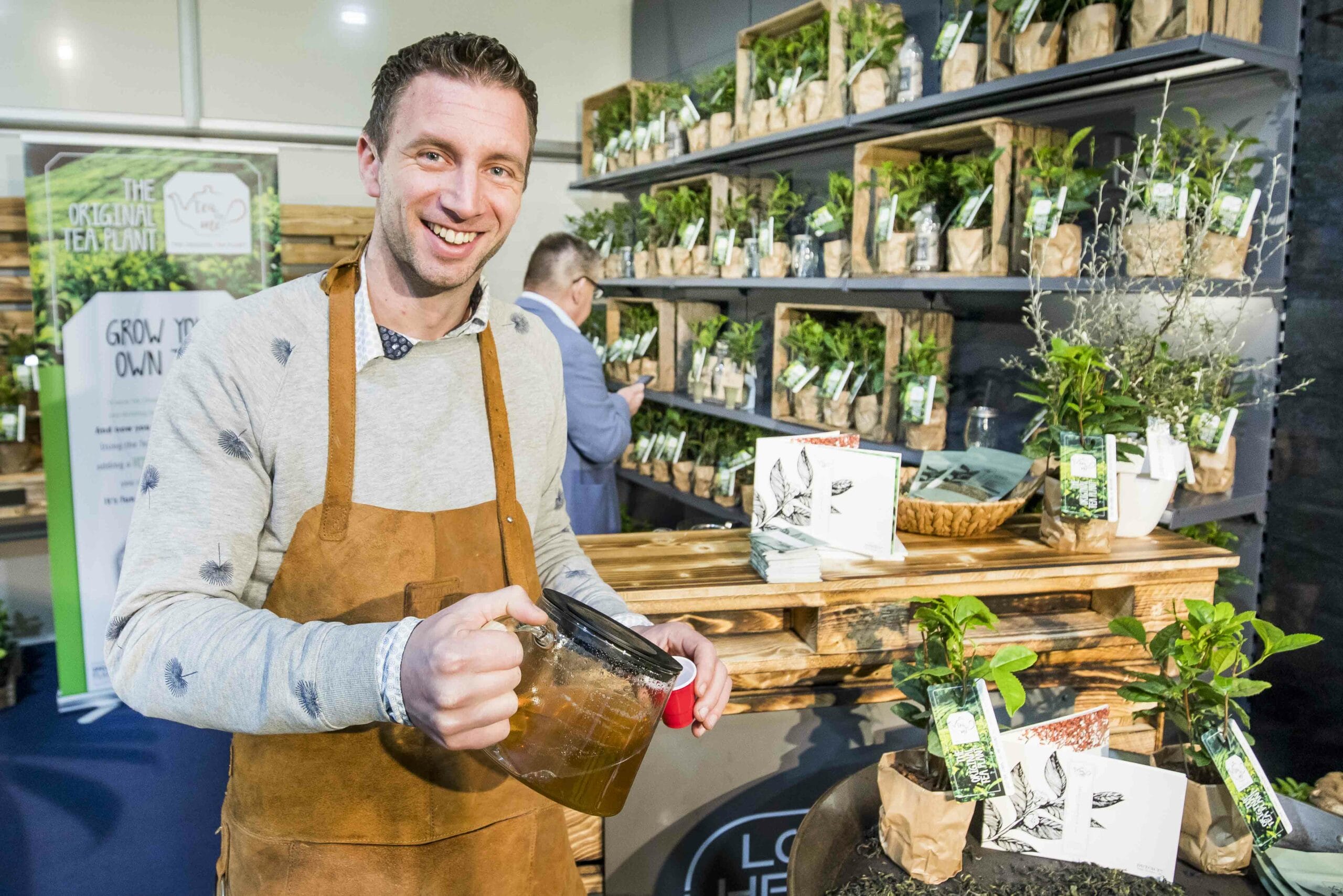 Thee plant - Camellia Sinensis ↑ 30 cm ⌀ 12 cm - 2 stuks - Afbeelding 6