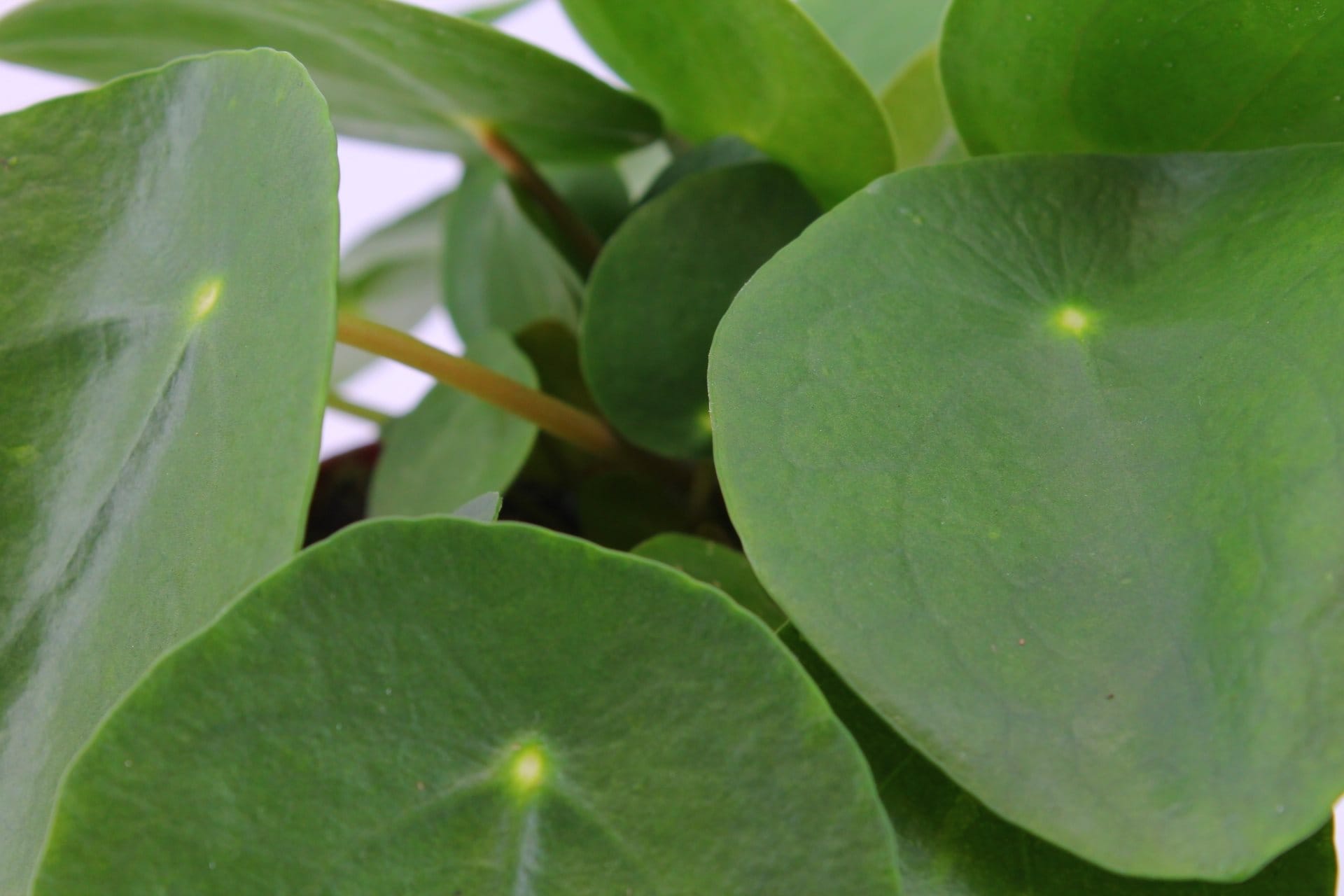 Planten terrarium DIY - Plant Puzzle Ecosysteem - met verlichting ↑ 25 cm ⌀ 23 cm - Afbeelding 7