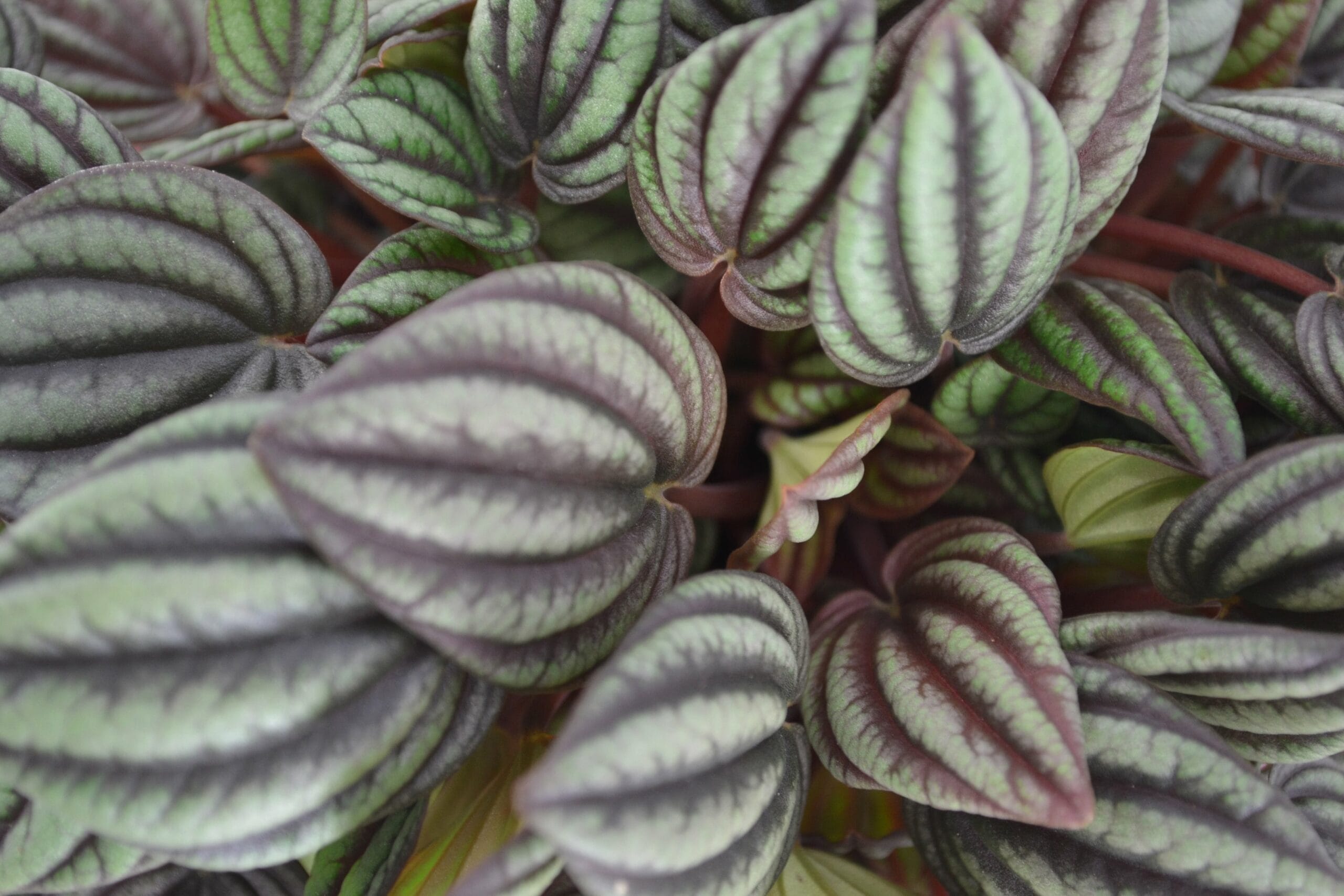 Planten terrarium DIY - Plant Puzzle Ecosysteem - met verlichting ↑ 25 cm ⌀ 23 cm - Afbeelding 9