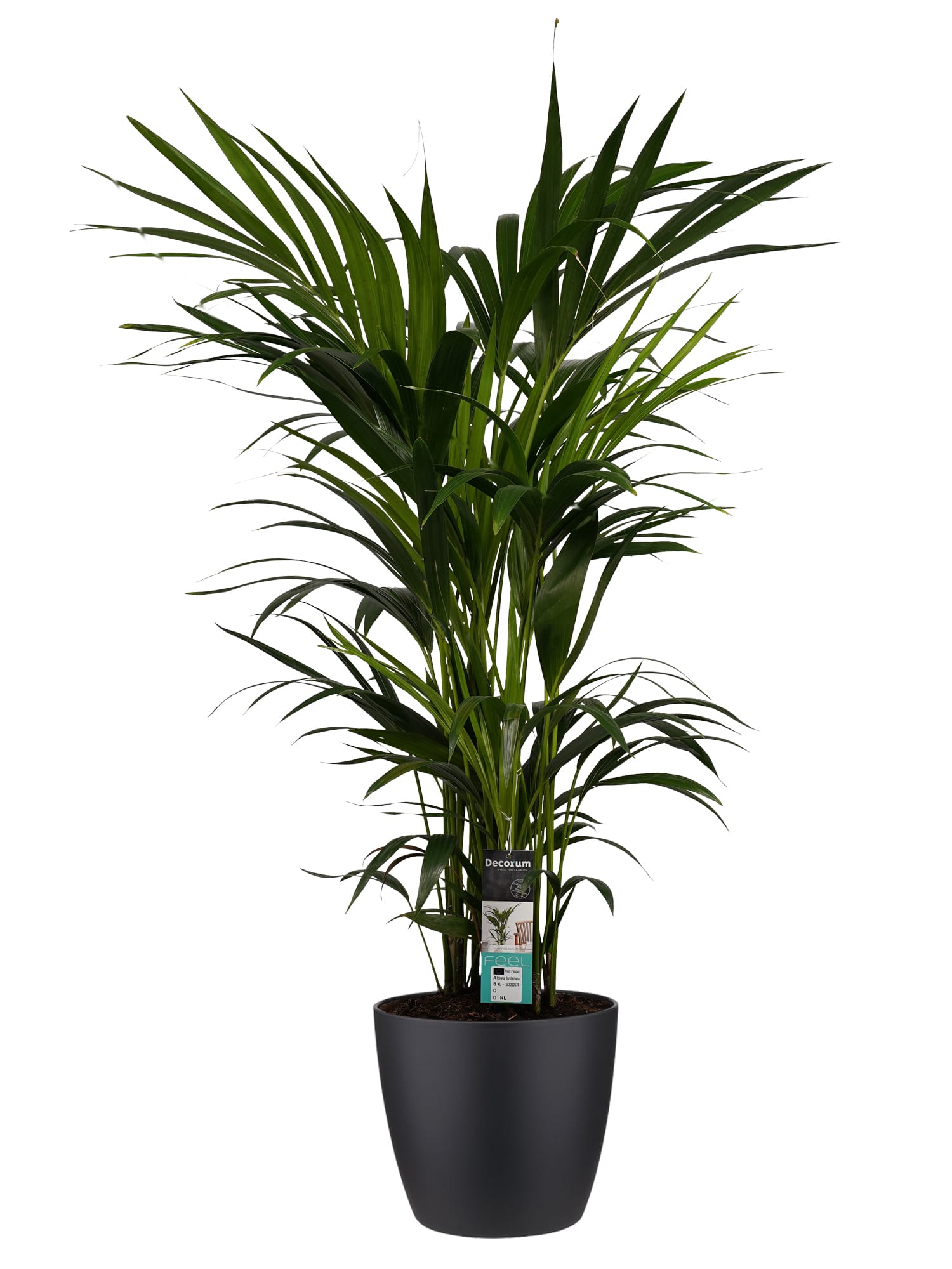 Kentia Palm - Elho brussels black ↑ 120 cm ⌀ 27 cm