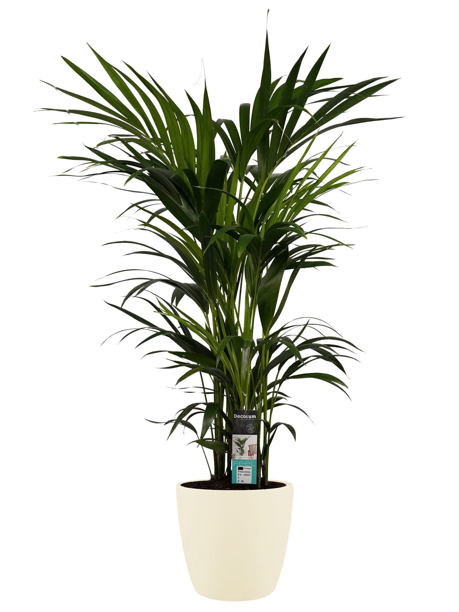 Kentia Palm - Elho brussels soap ↑ 120 cm ⌀ 27 cm
