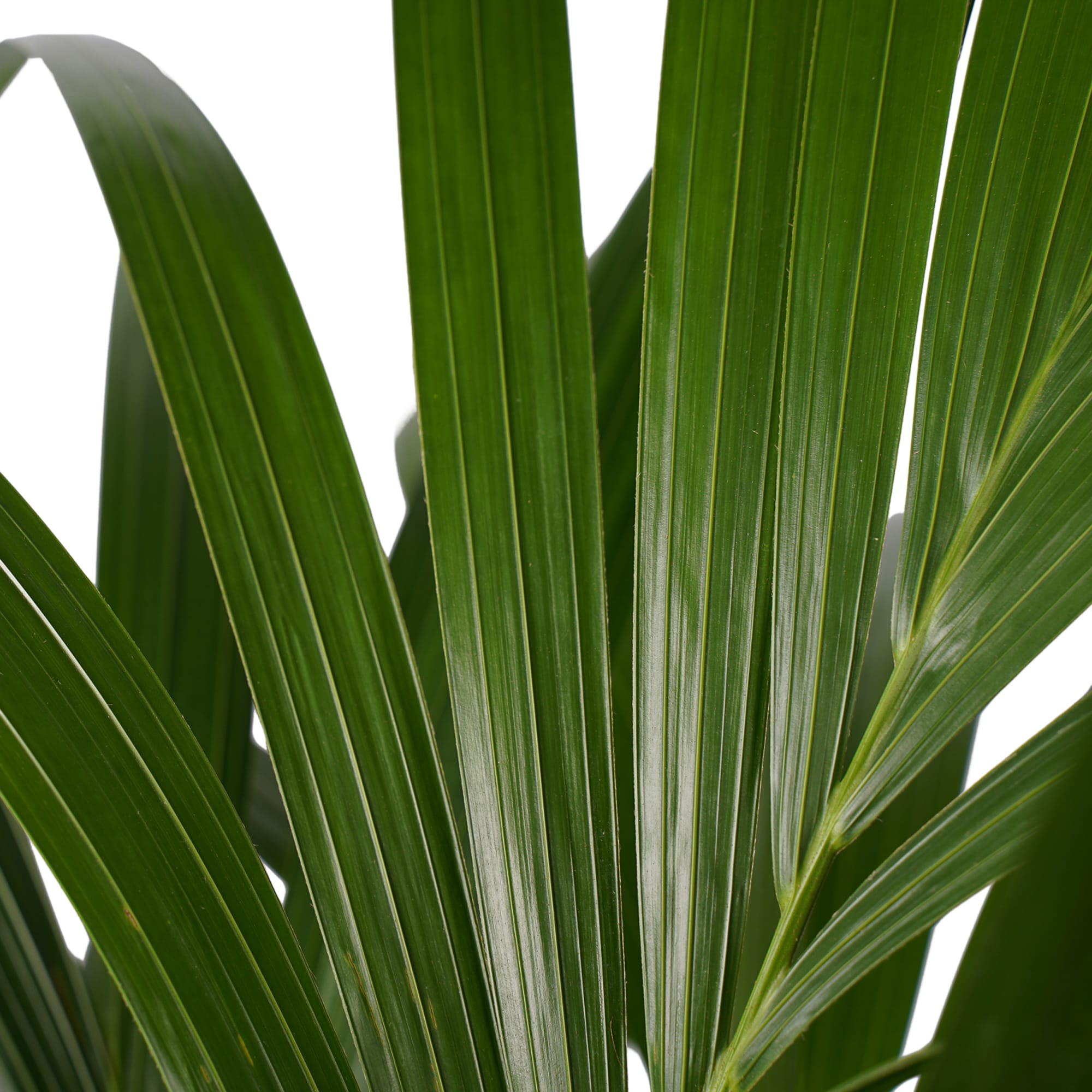 Kentia Palm - Elho brussels soap ↑ 120 cm ⌀ 27 cm - Afbeelding 3