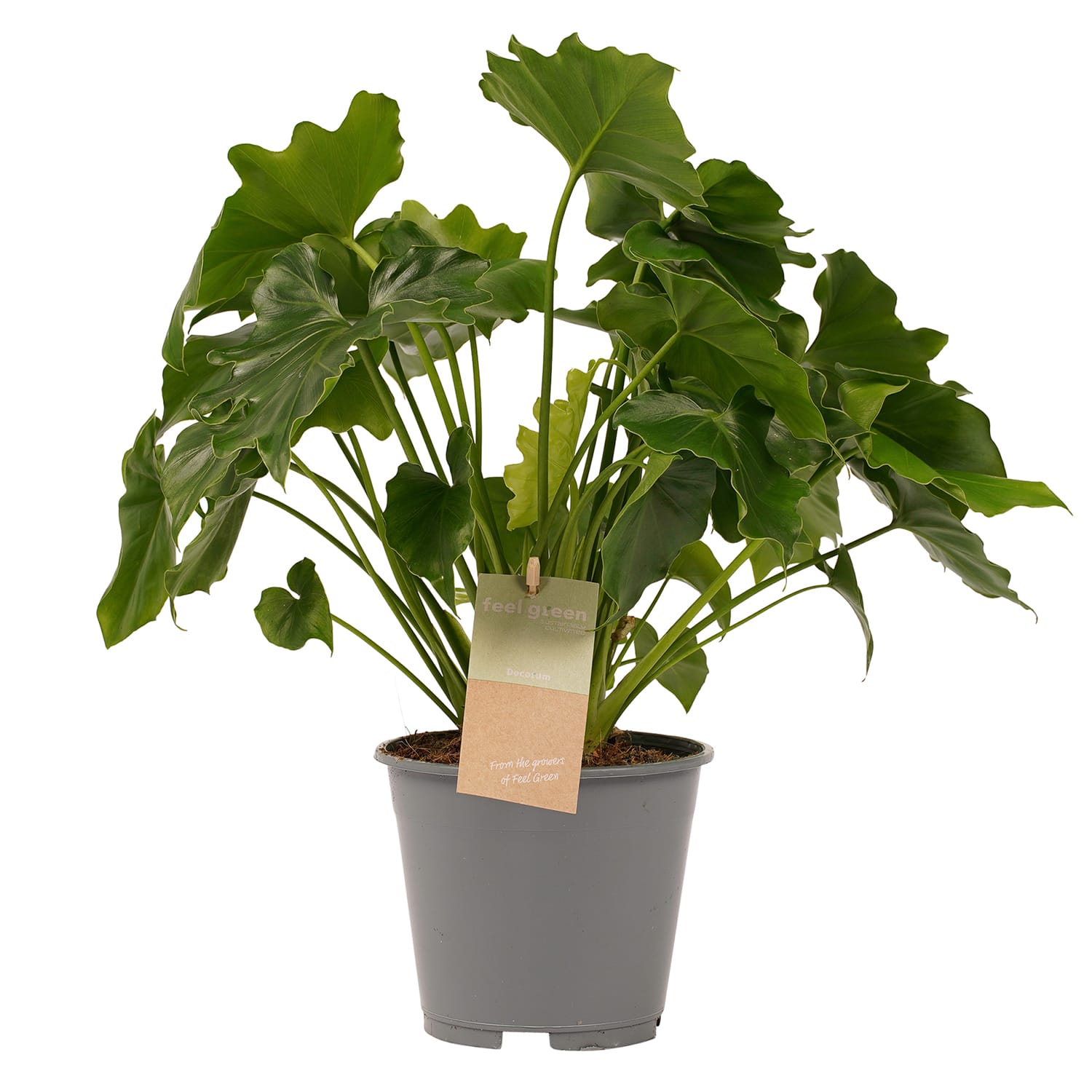 Philodendron Shangri La ↑ 35 cm ⌀ 14 cm