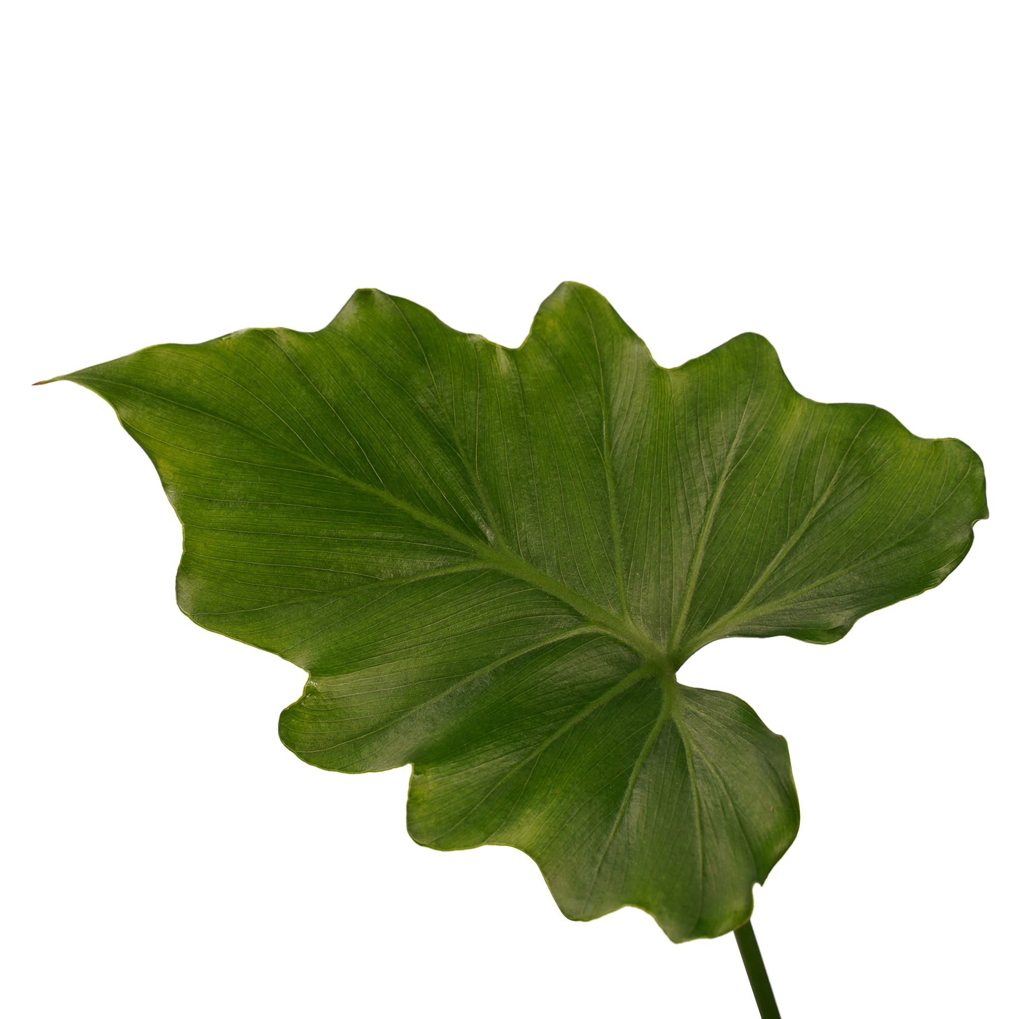 Philodendron Shangri La ↑ 35 cm ⌀ 14 cm - Afbeelding 3