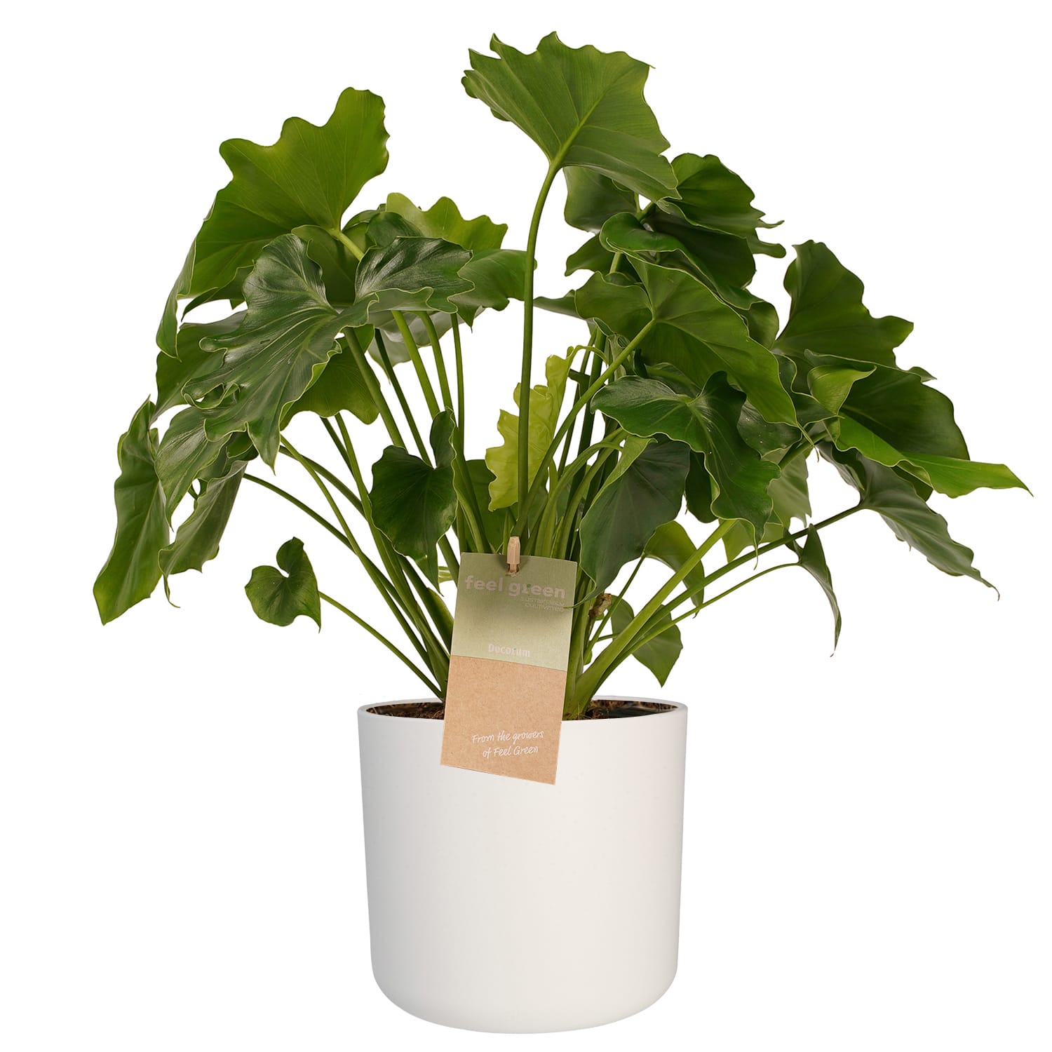 Philodendron Shangri La - Elho white ↑ 35 cm ⌀ 14 cm