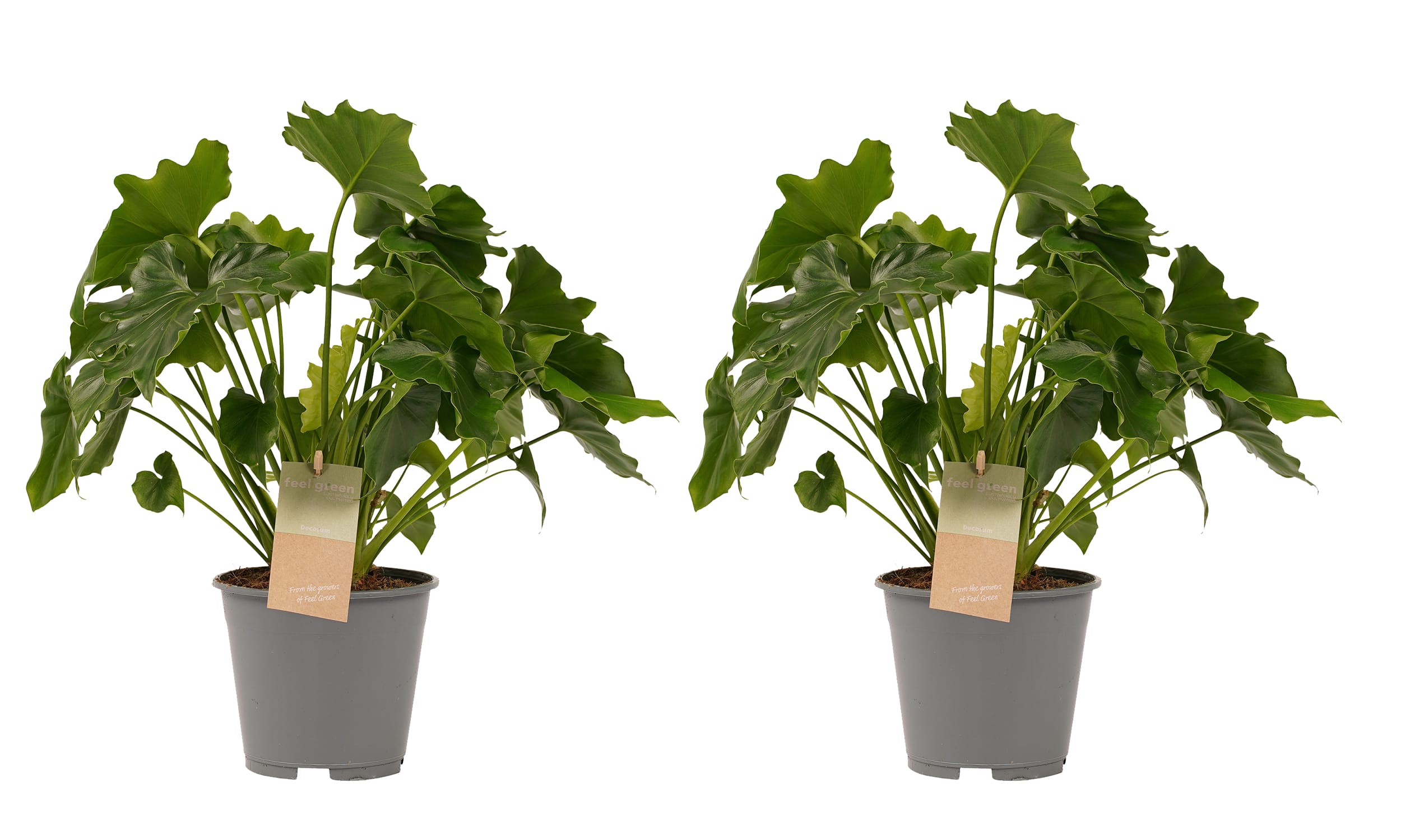 Duo Philodendron Shangri La ↑ 35 cm ⌀ 14 cm