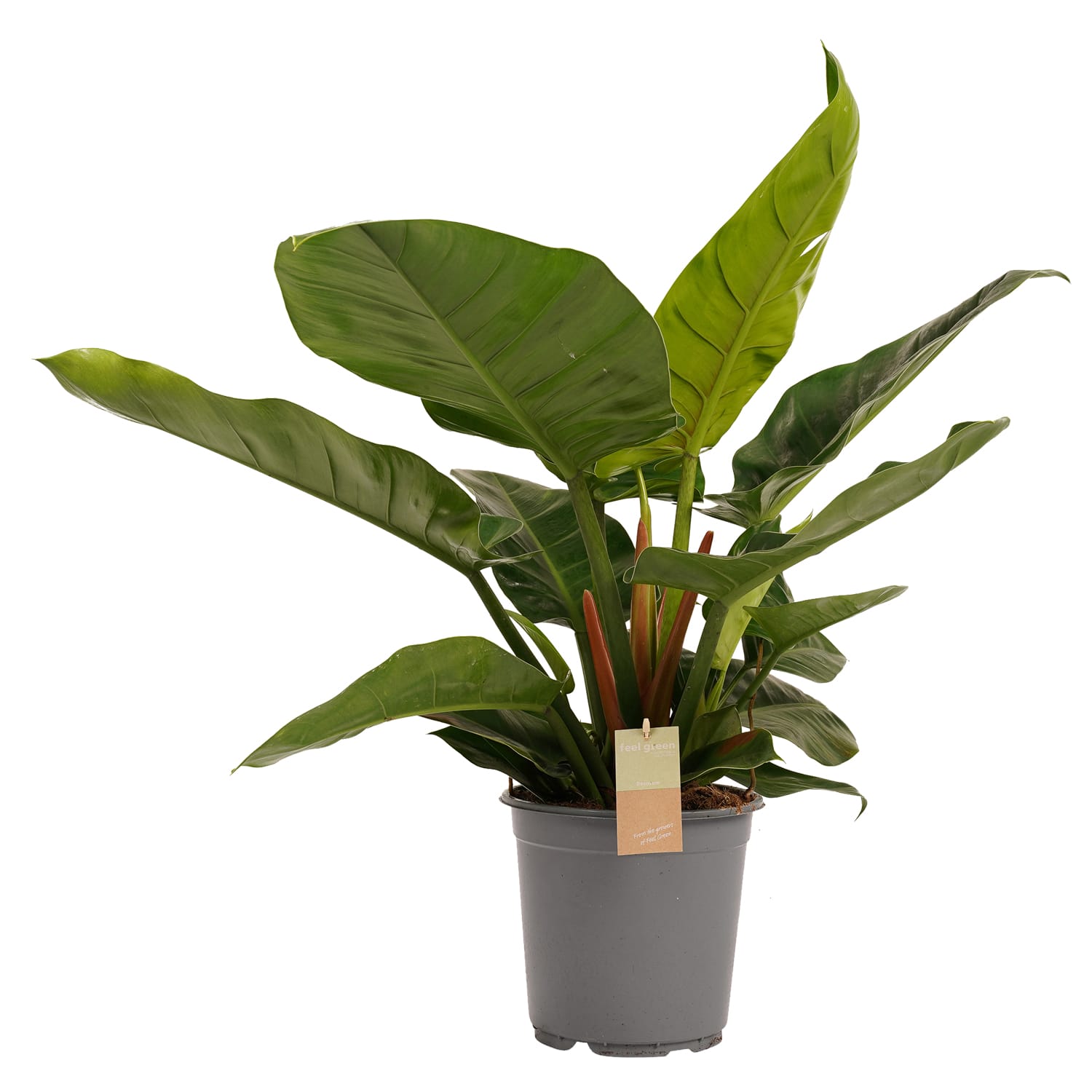 Philodendron Imperial Green ↑ 50 cm ⌀ 21 cm