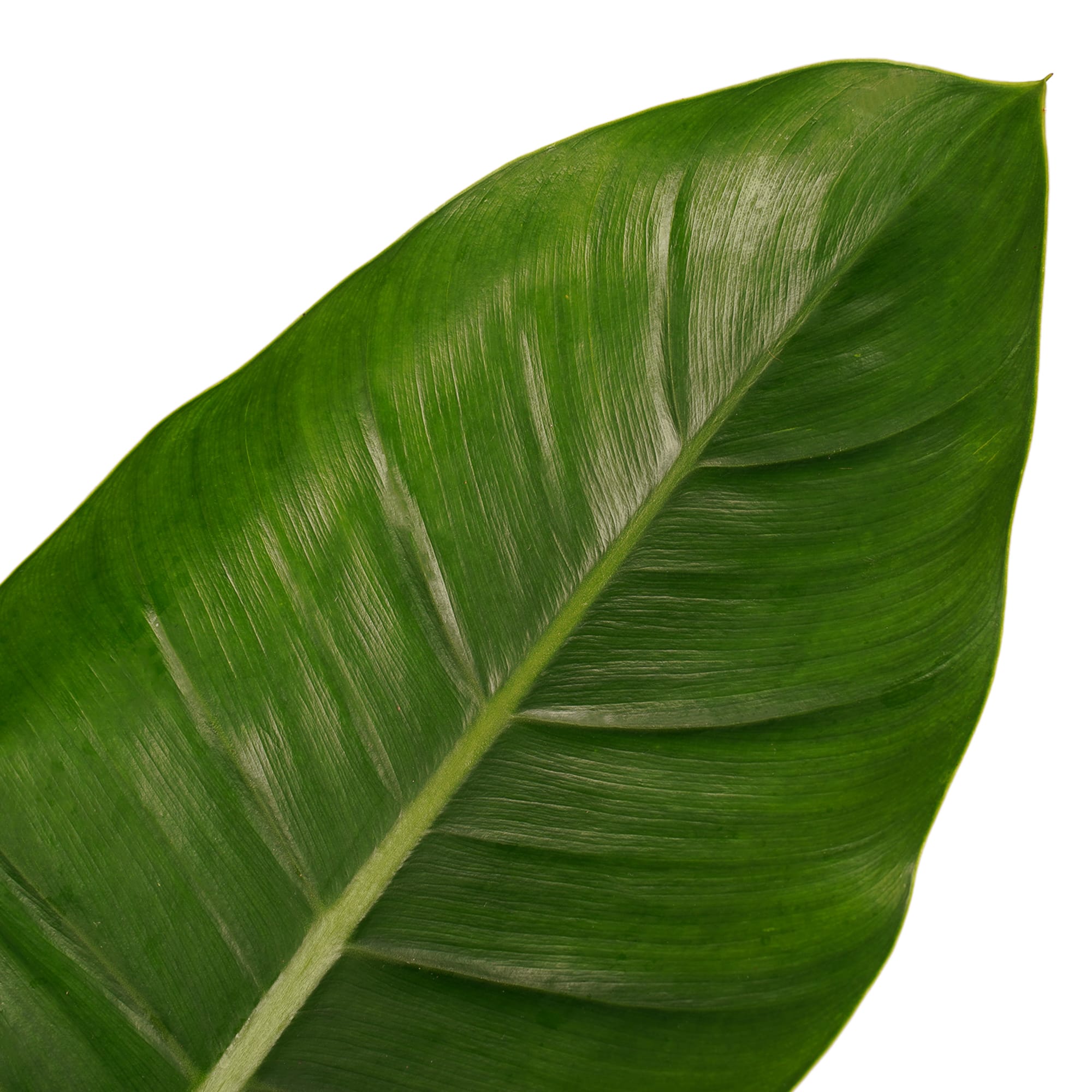 Philodendron Imperial Green ↑ 50 cm ⌀ 21 cm - Afbeelding 3