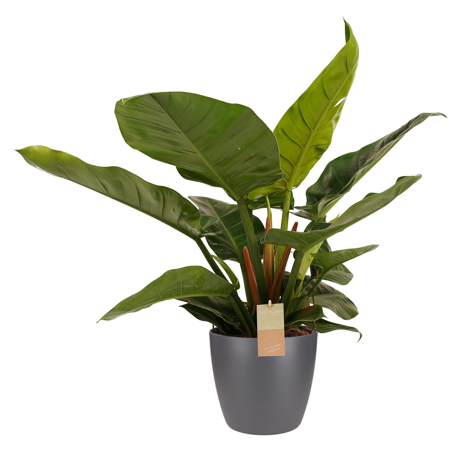 Philodendron Imperial Green - Elho brussels antracite ↑ 50 cm ⌀ 21 cm