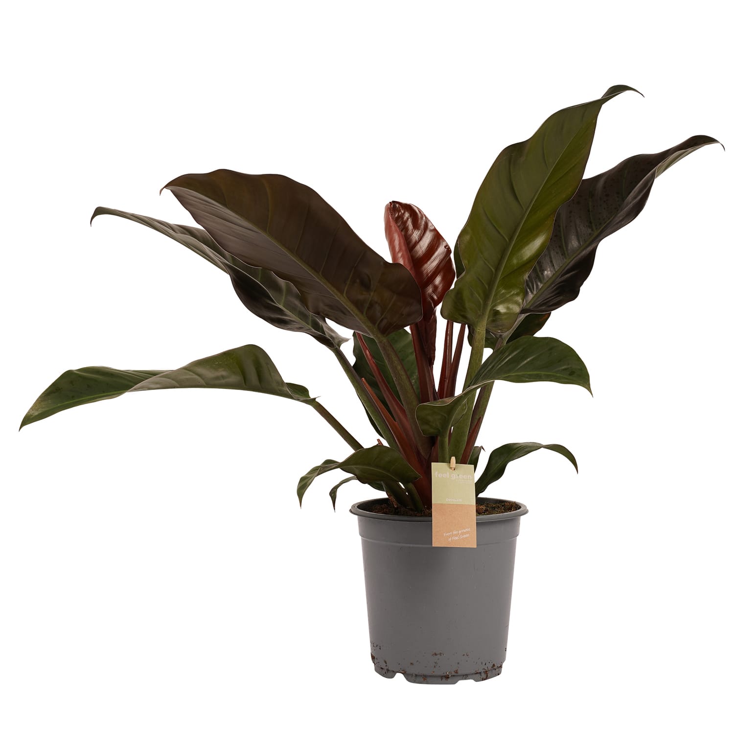 Philodendron Imperial Red ↑ 50 cm ⌀ 21 cm