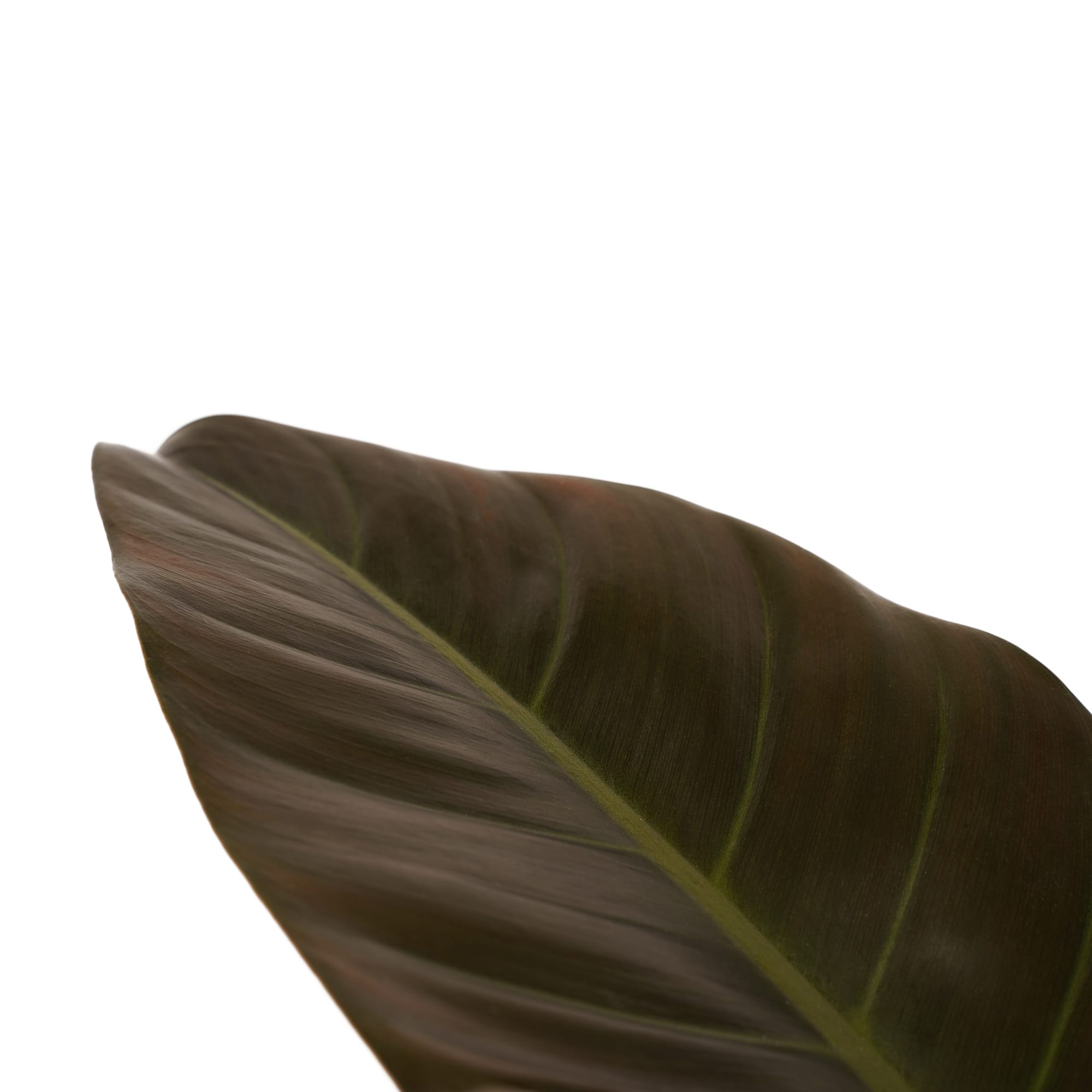 Philodendron Imperial Red ↑ 50 cm ⌀ 21 cm - Afbeelding 3