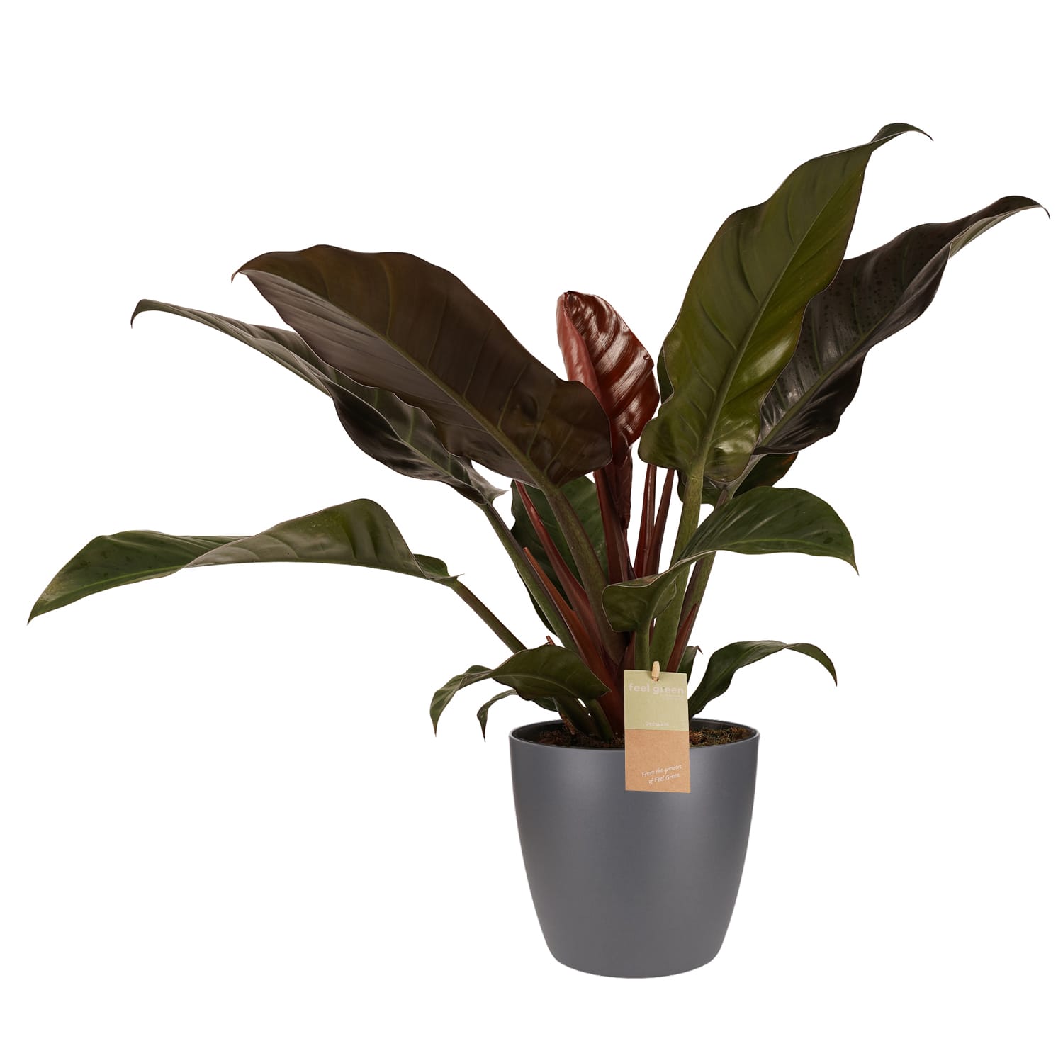 Philodendron Imperial Red - Elho brussels antracite ↑ 50 cm ⌀ 21 cm