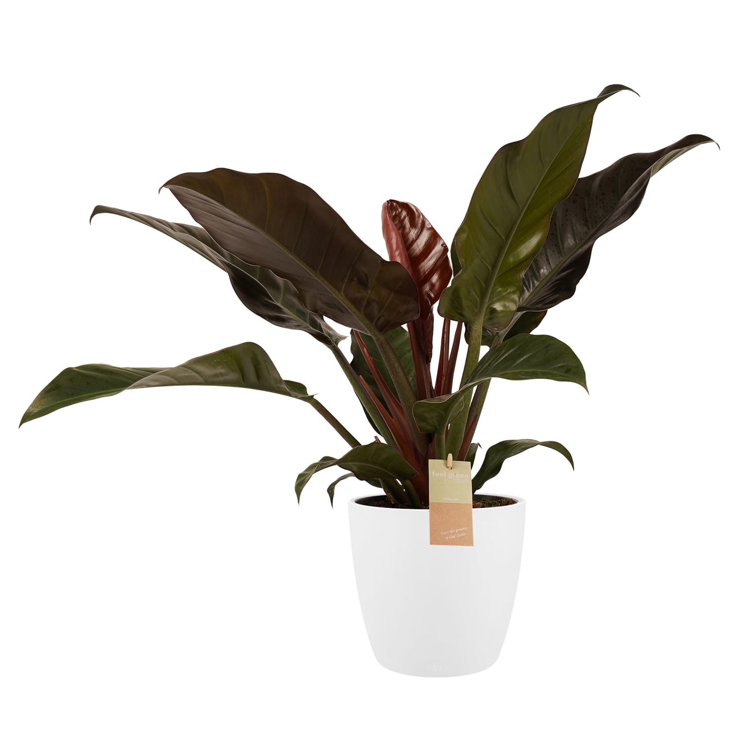 Philodendron Imperial Red - Elho brussels white ↑ 50 cm ⌀ 21 cm