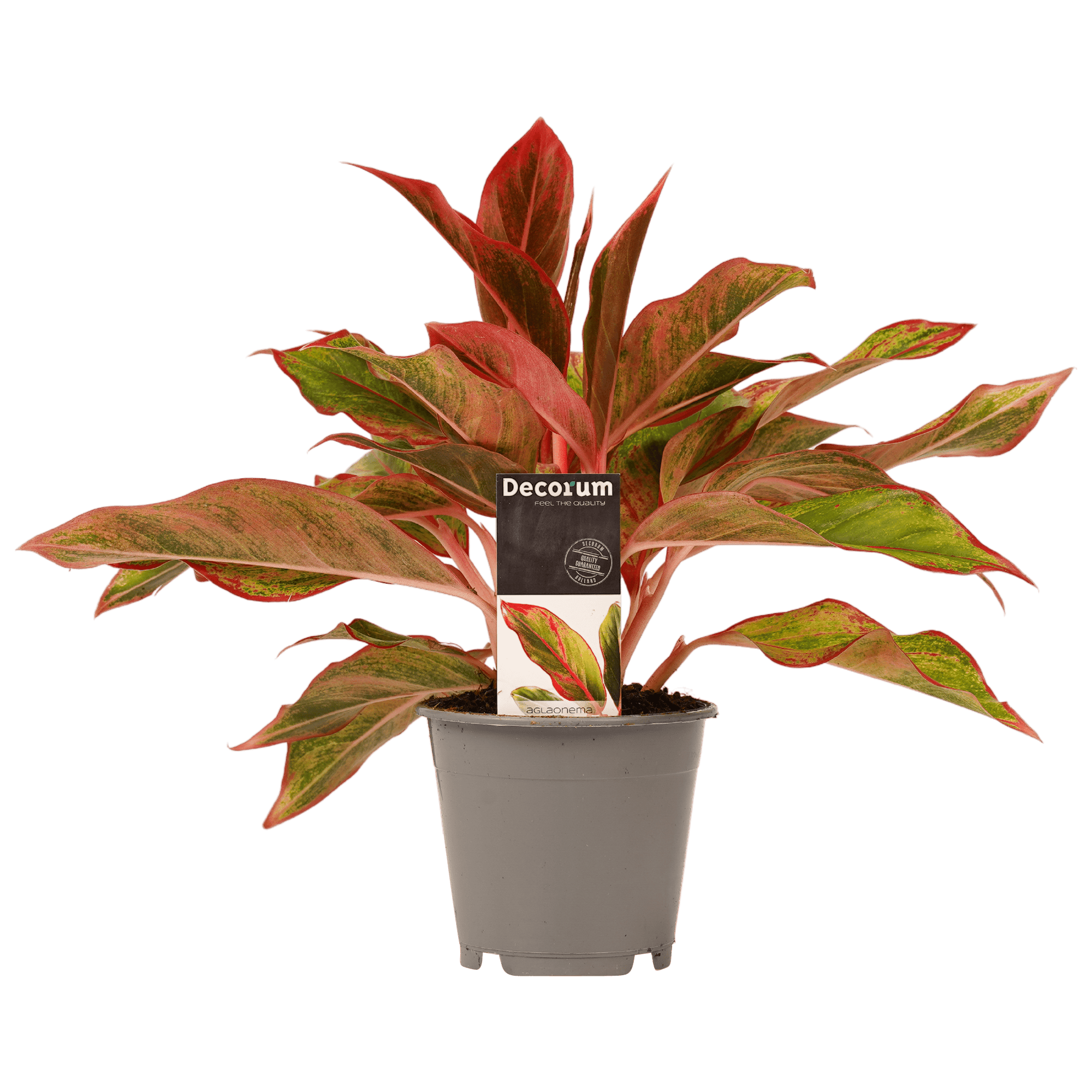 Aglaonema Crete ↑ 25 cm ⌀ 12 cm