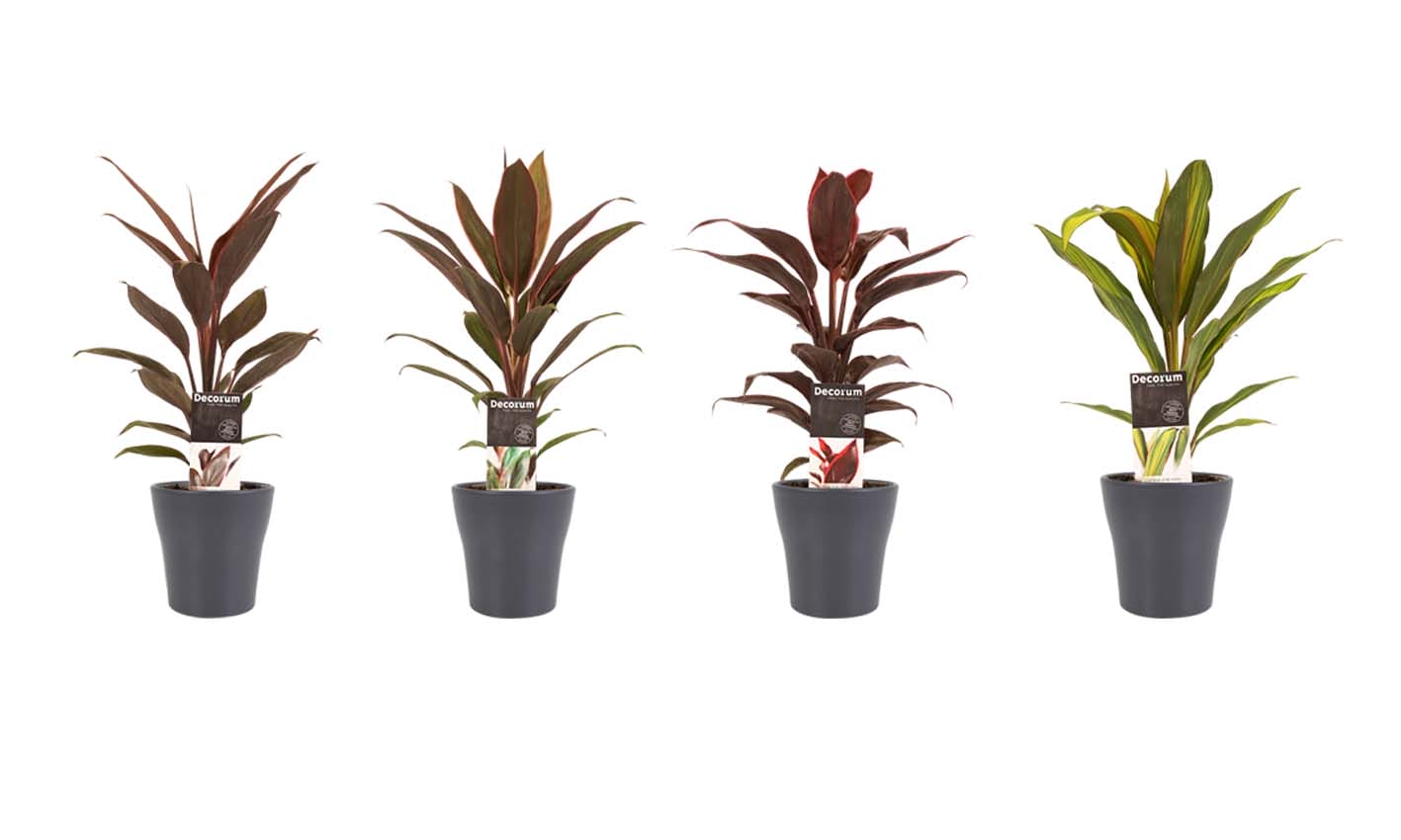Combi 1x Cordyline Tango 1x Cordyline Rumba 1x Cordyline Mambo 1x Cordyline Kiwi met Anna grey ↑ 40 cm ⌀ 12 cm