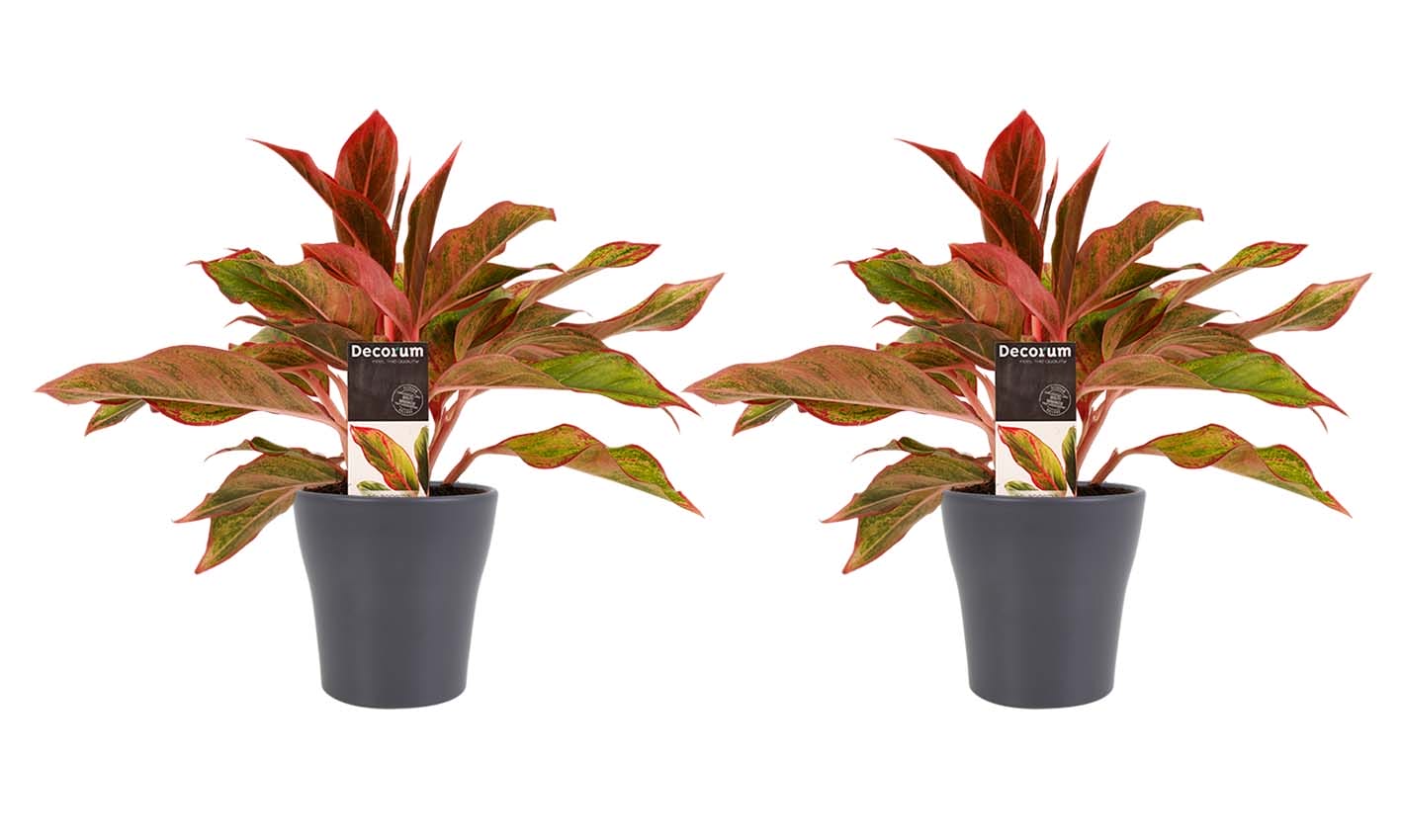 Duo 2 x Aglaonema Crete met Anna grey ↑ 25 cm ⌀ 12 cm